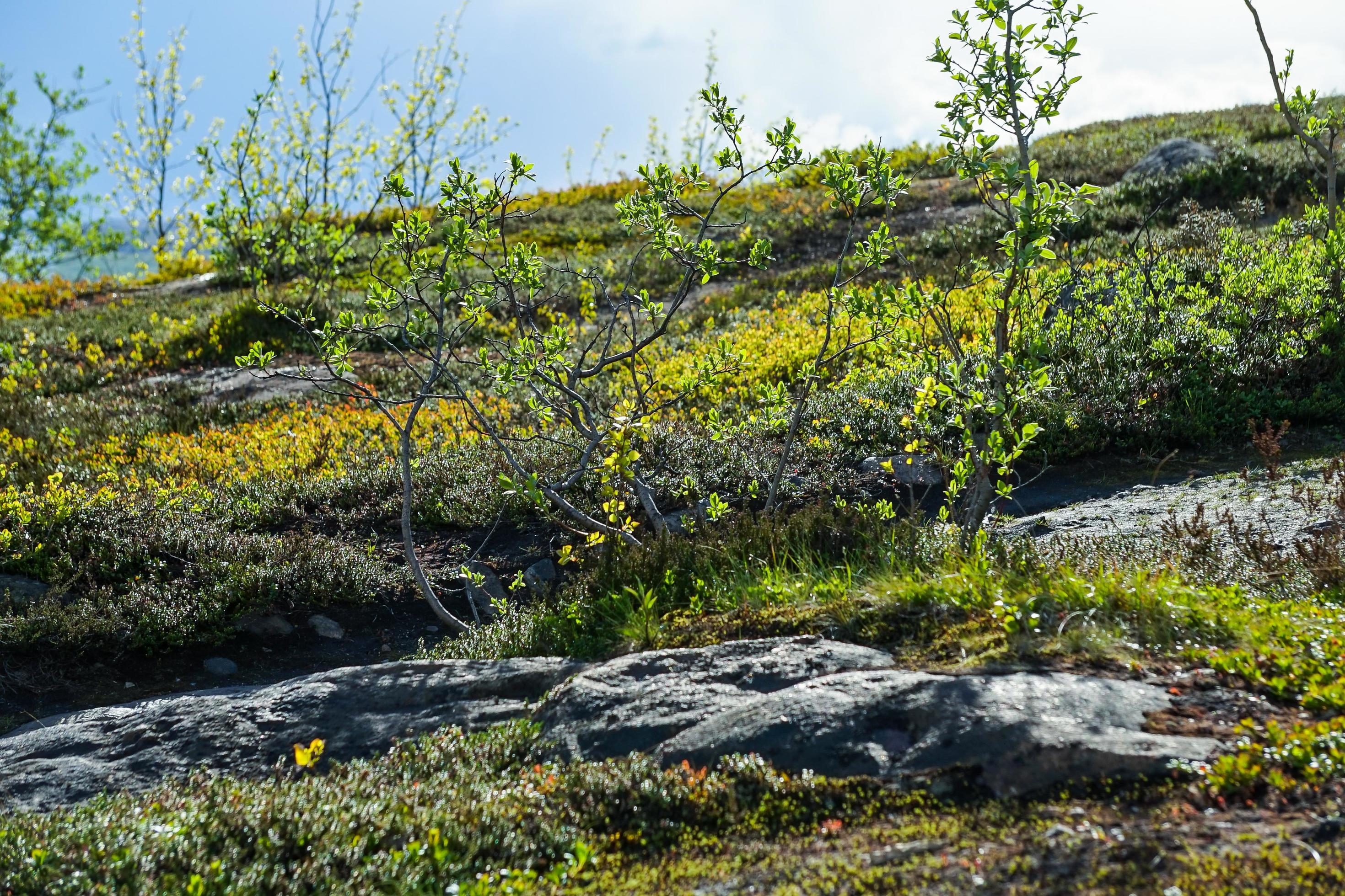 Natural landscape with trees and vegetation in the tundra Stock Free