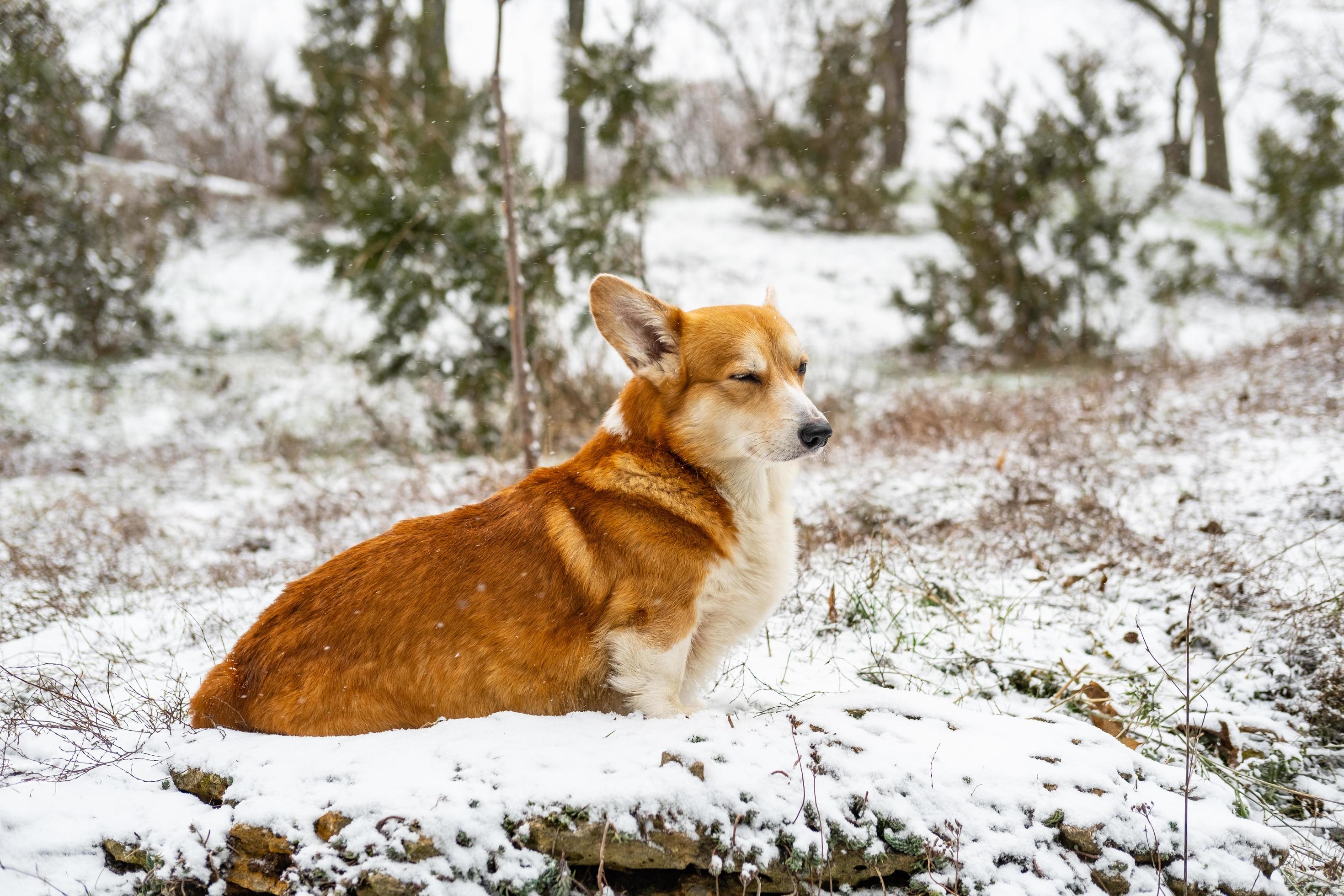 Funny corgi dog in the snow Stock Free