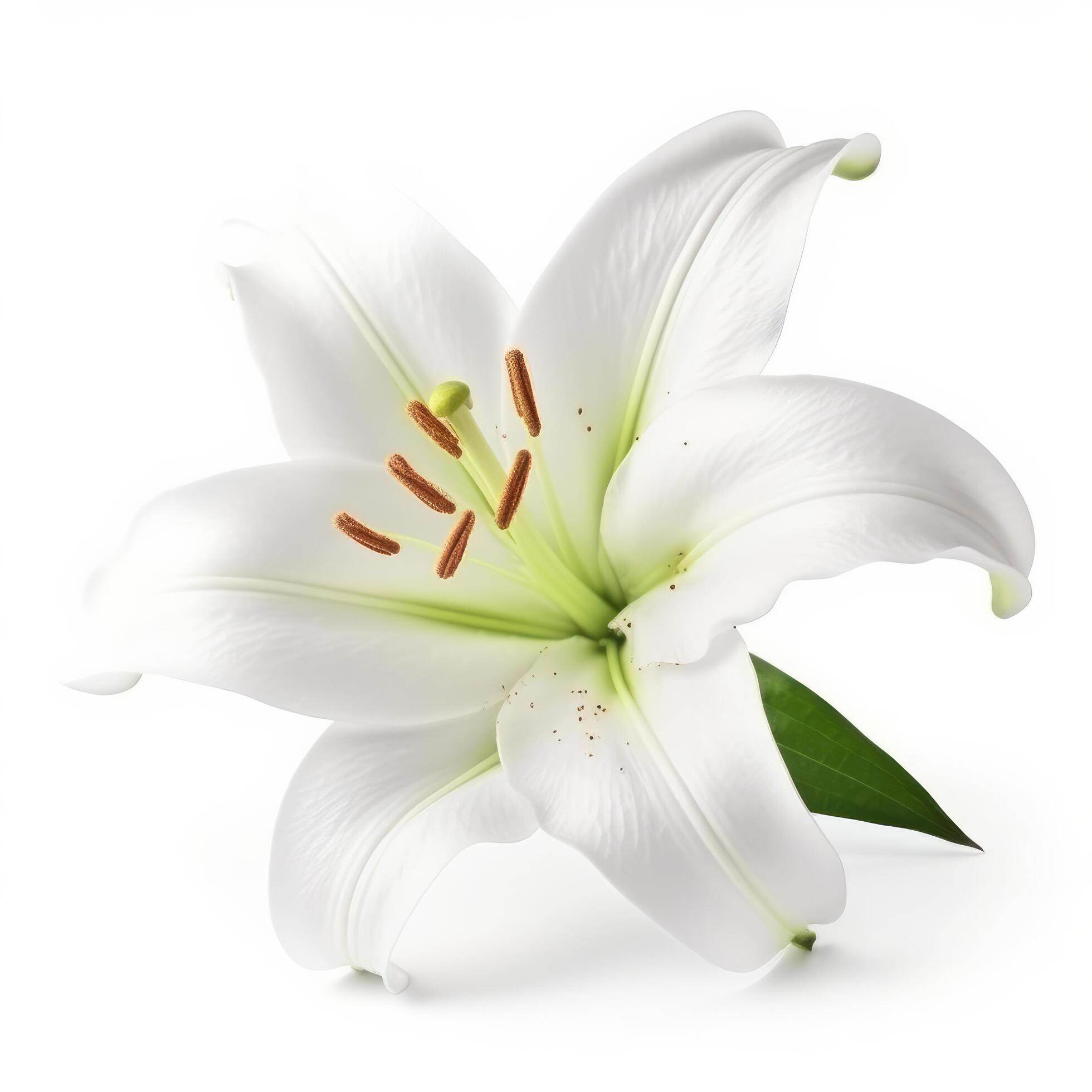 White Lilly flower isolated. Illustration Stock Free