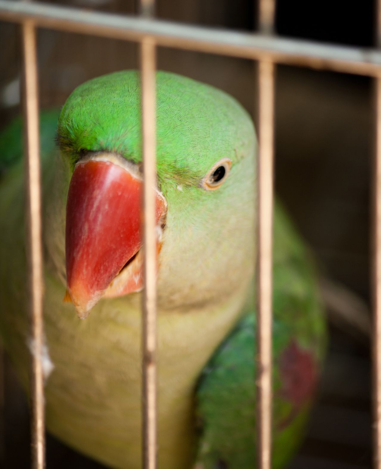 Parrot Caged Stock Free