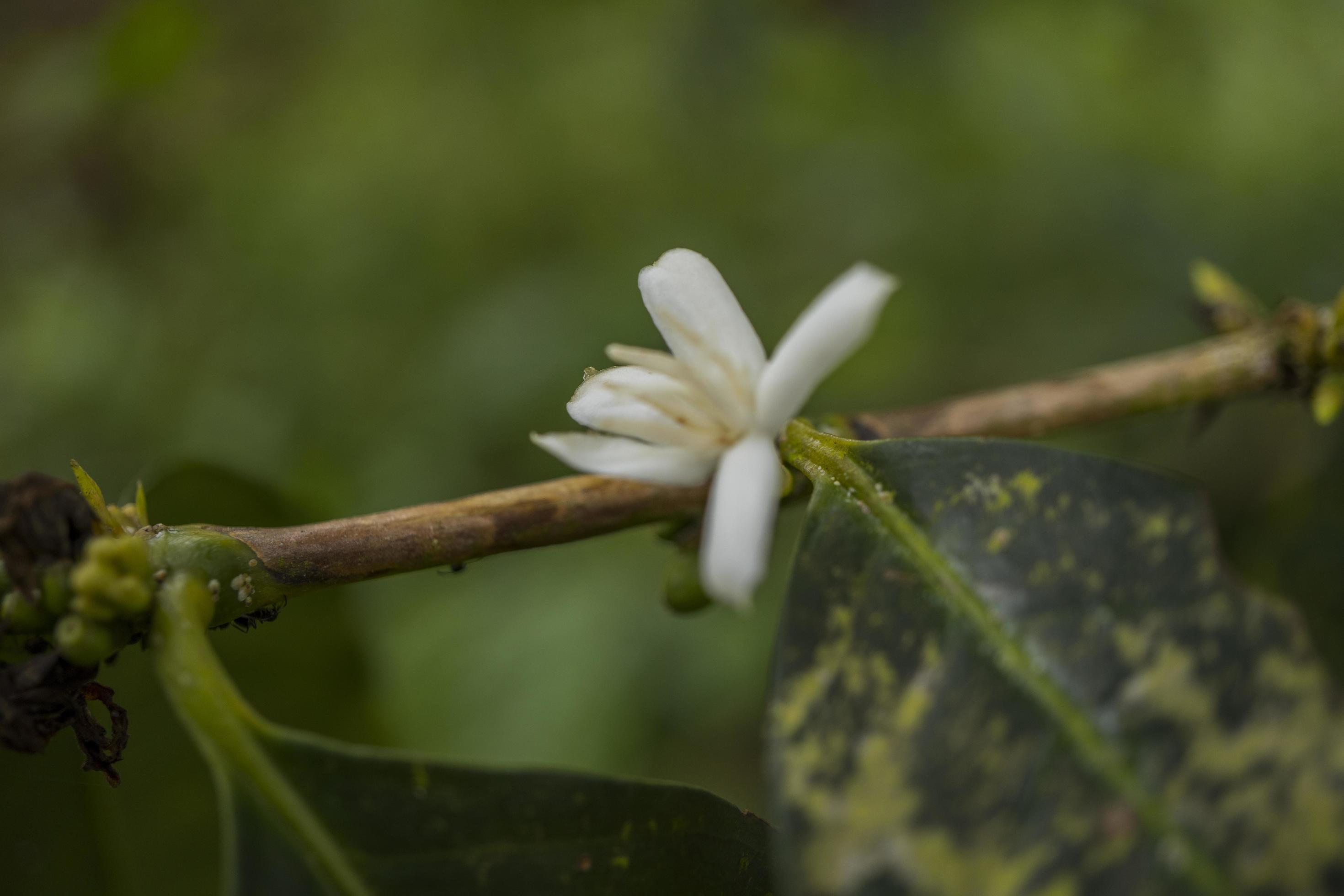 Close up photo of little white flower of coffee plant. The photo is suitable to use for nature background, content social media and fruit poster. Stock Free