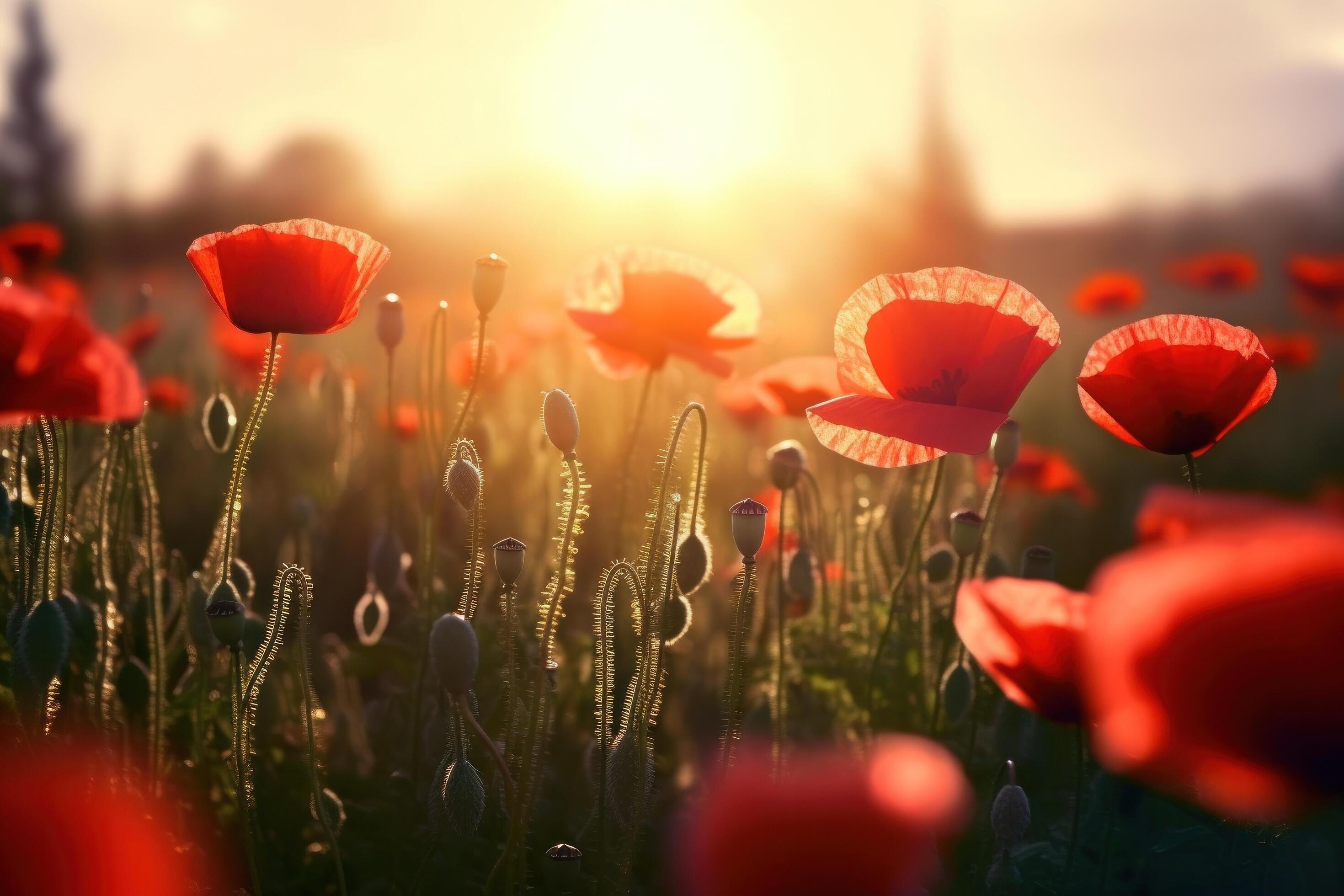 Poppy flower meadow. Illustration Stock Free