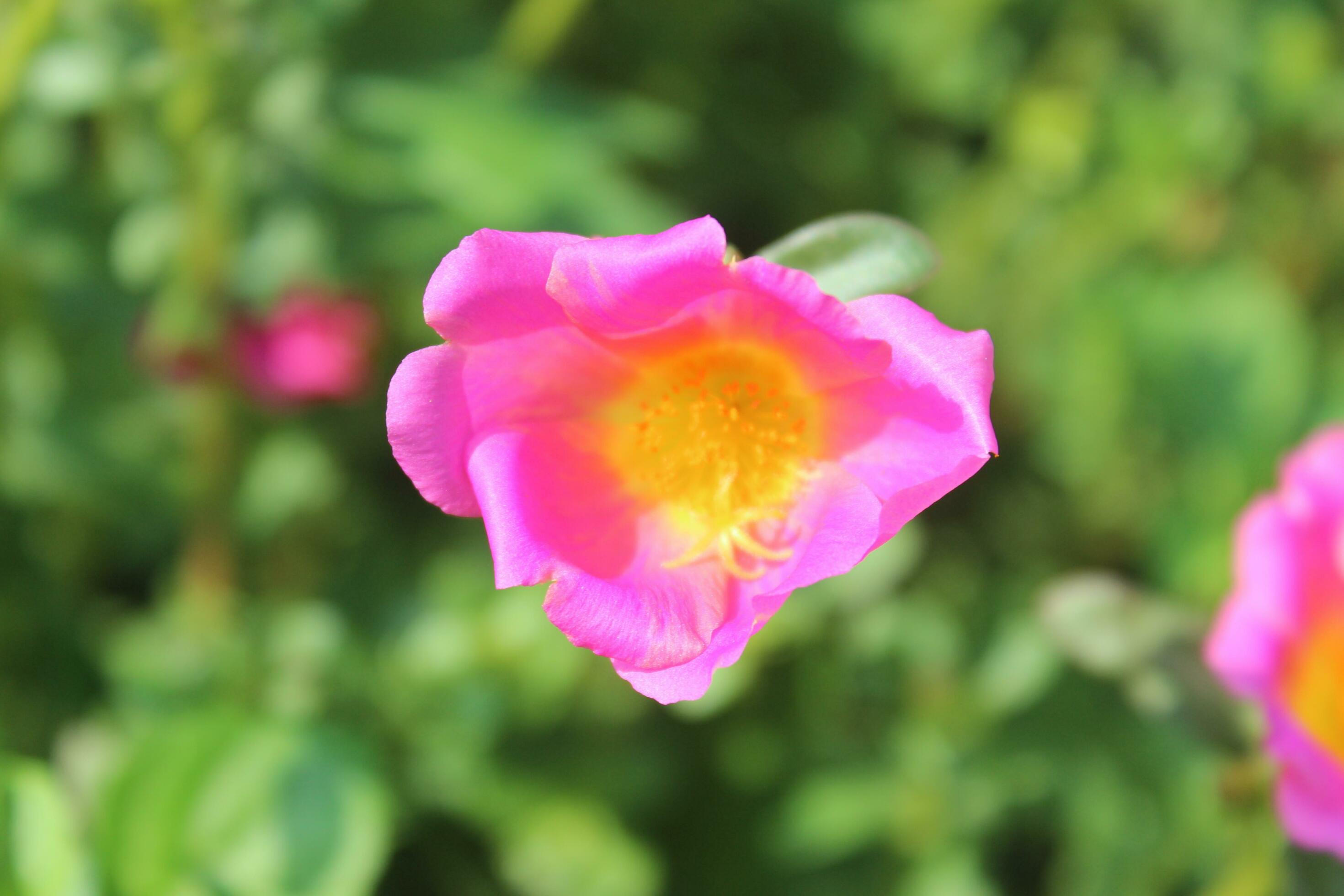 Portulaca oleracea common purslane, also known as verdolaga, red root, or pursley is an annual succulent in the family Portulacaceae. Stock Free