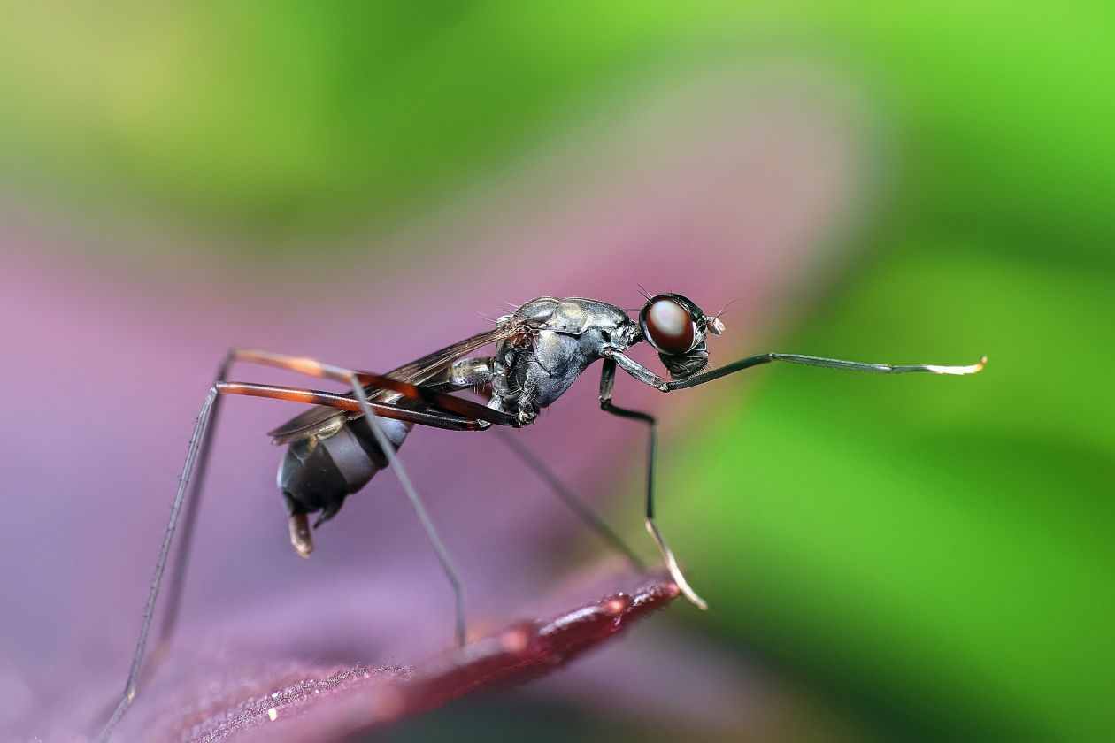 Fly Perching on Leaf Stock Free