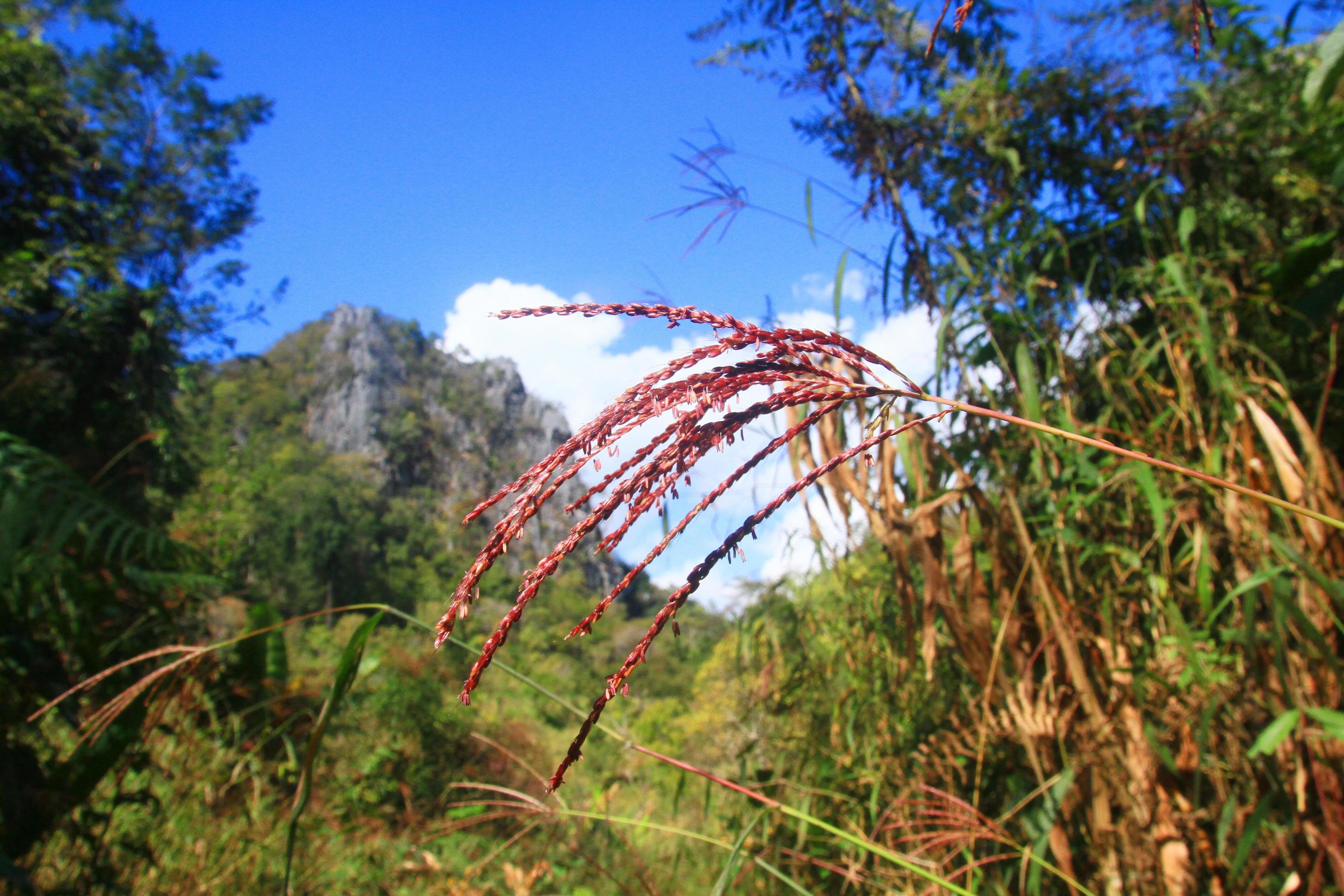 Green forest and jungle with blue sky on Mountain. Stock Free