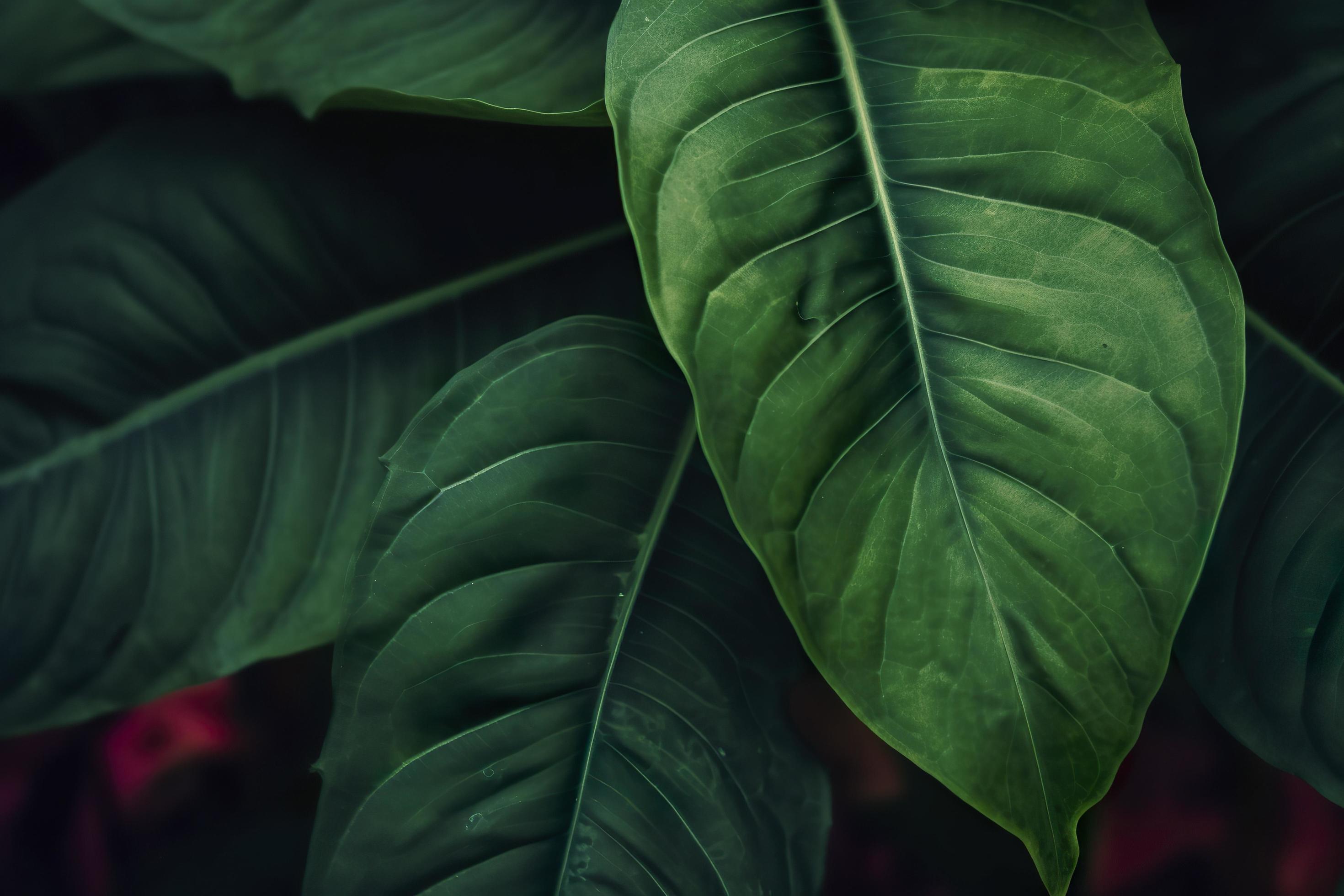 Tropical leaves colorful flower on dark tropical foliage nature background dark green foliage nature, generat ai Stock Free