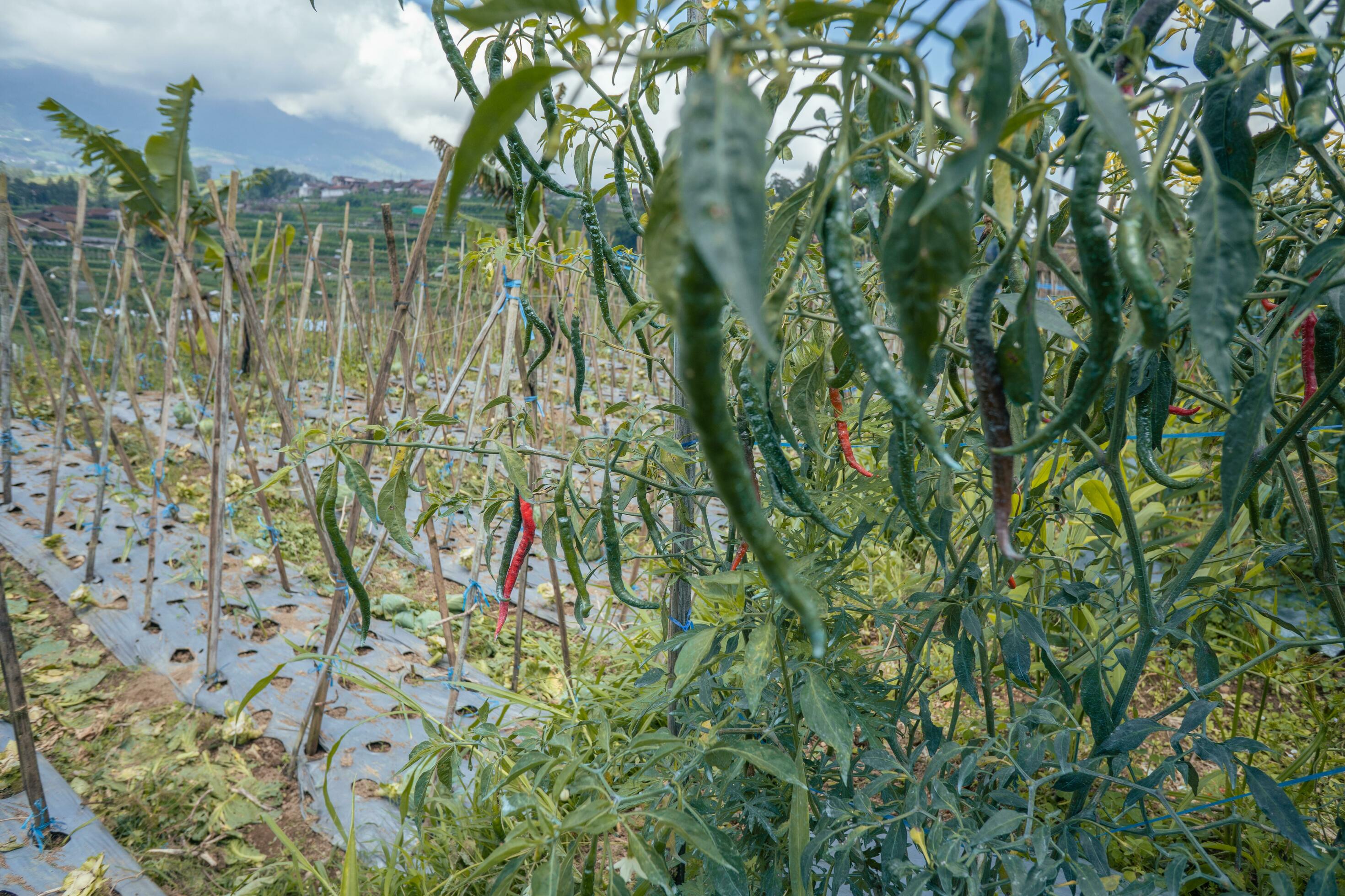 Chili and tomato garden field when springtime. The photo is suitable to use for garden field content media, nature poster and farm background. Stock Free