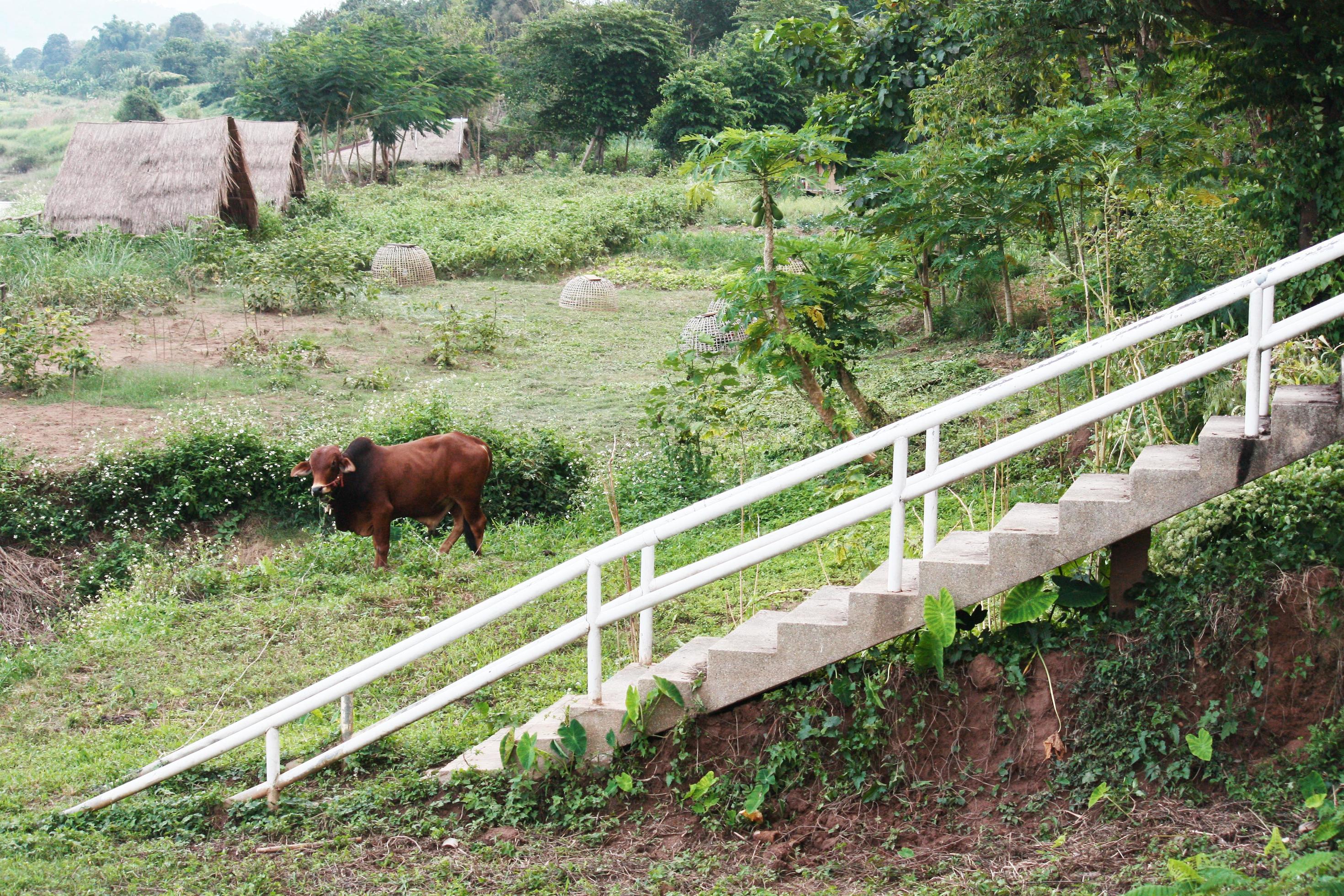 Cow grazing in a meadow grass in farmland at countryside in Thailand. Stock Free