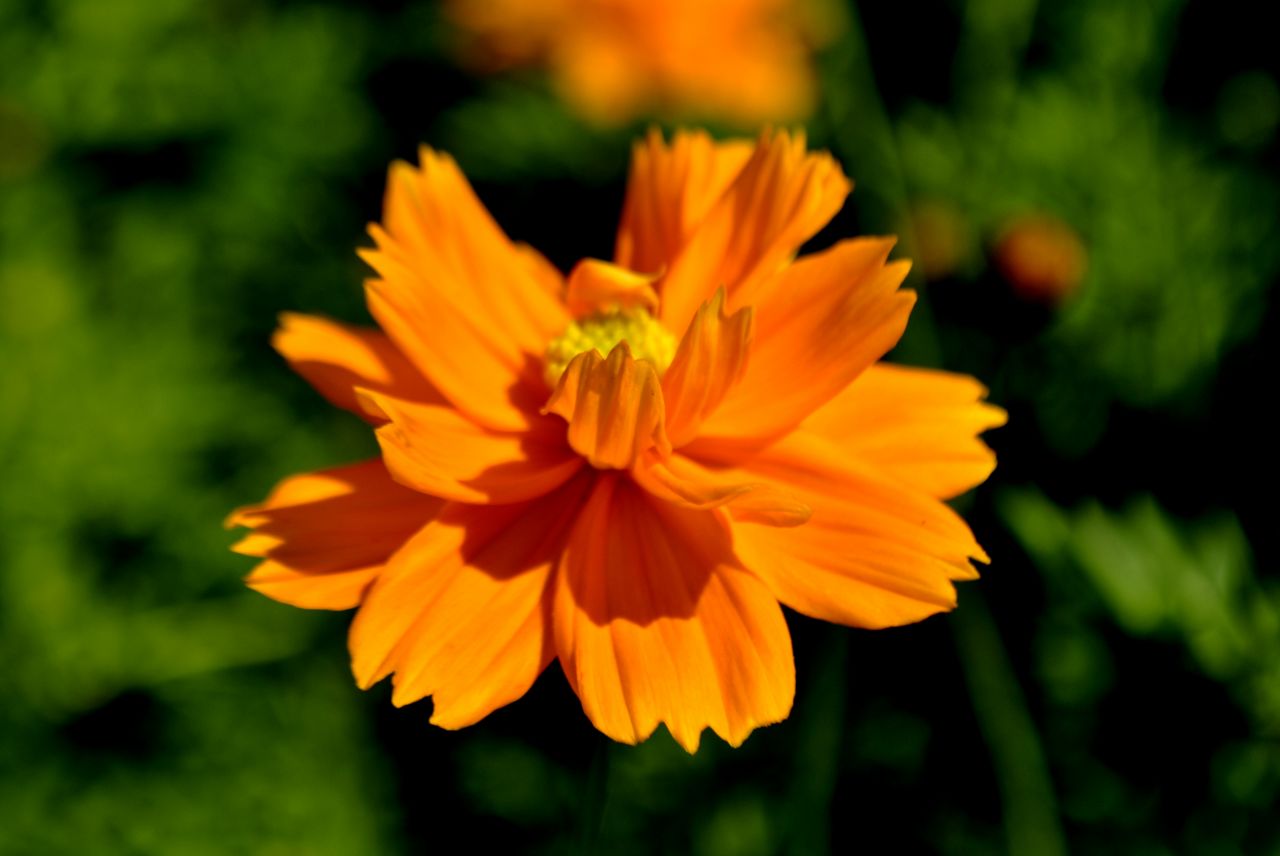 Orange Flower Stock Free