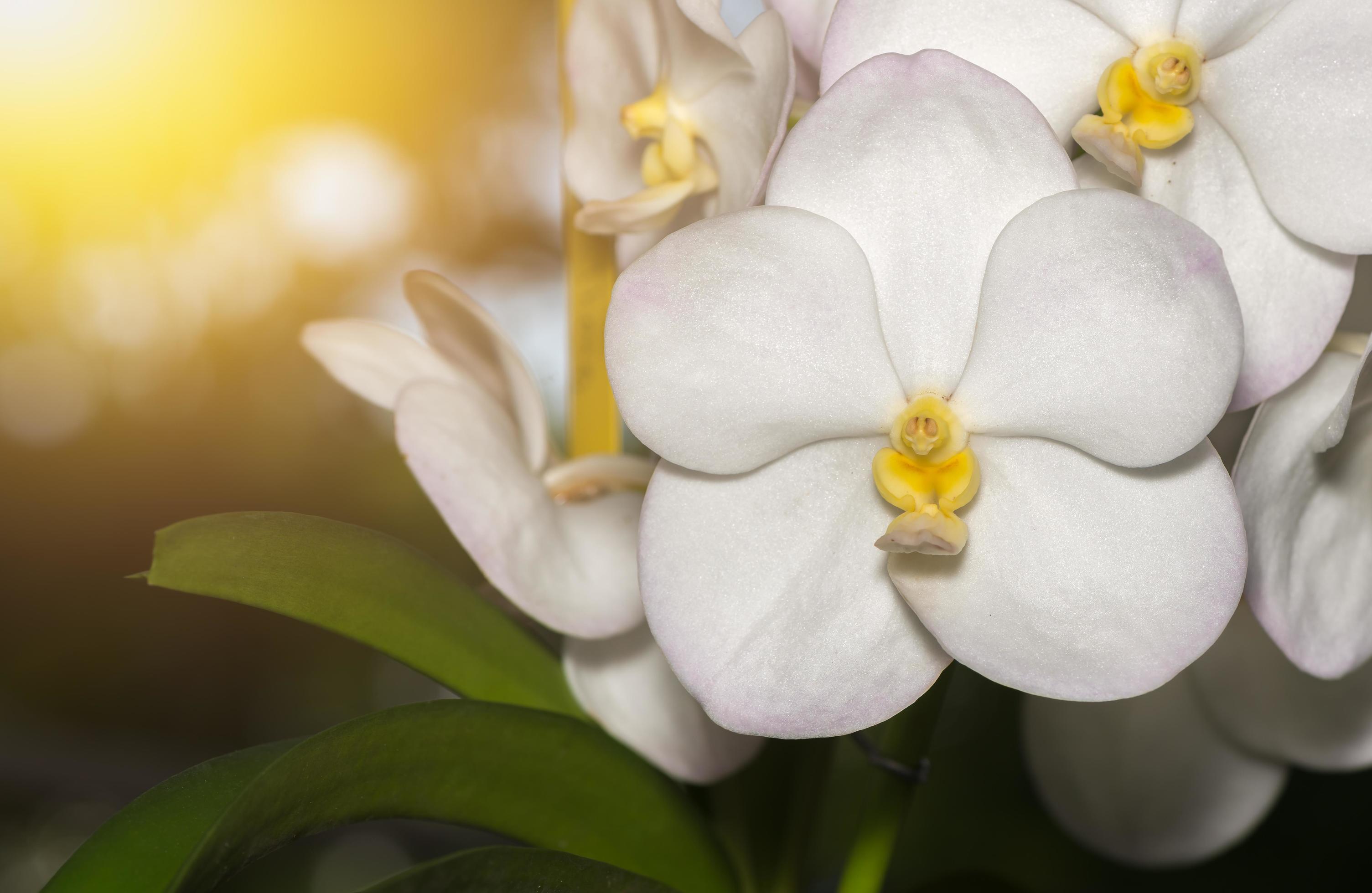 cute light white vanda flower orchid Stock Free