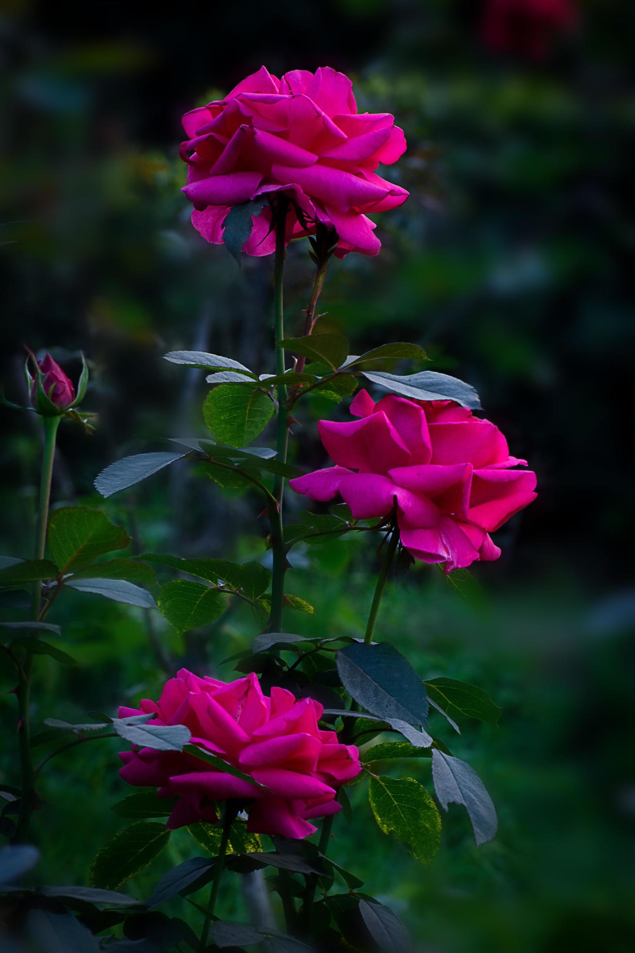 Pink rose in rose flower tree in green background Stock Free