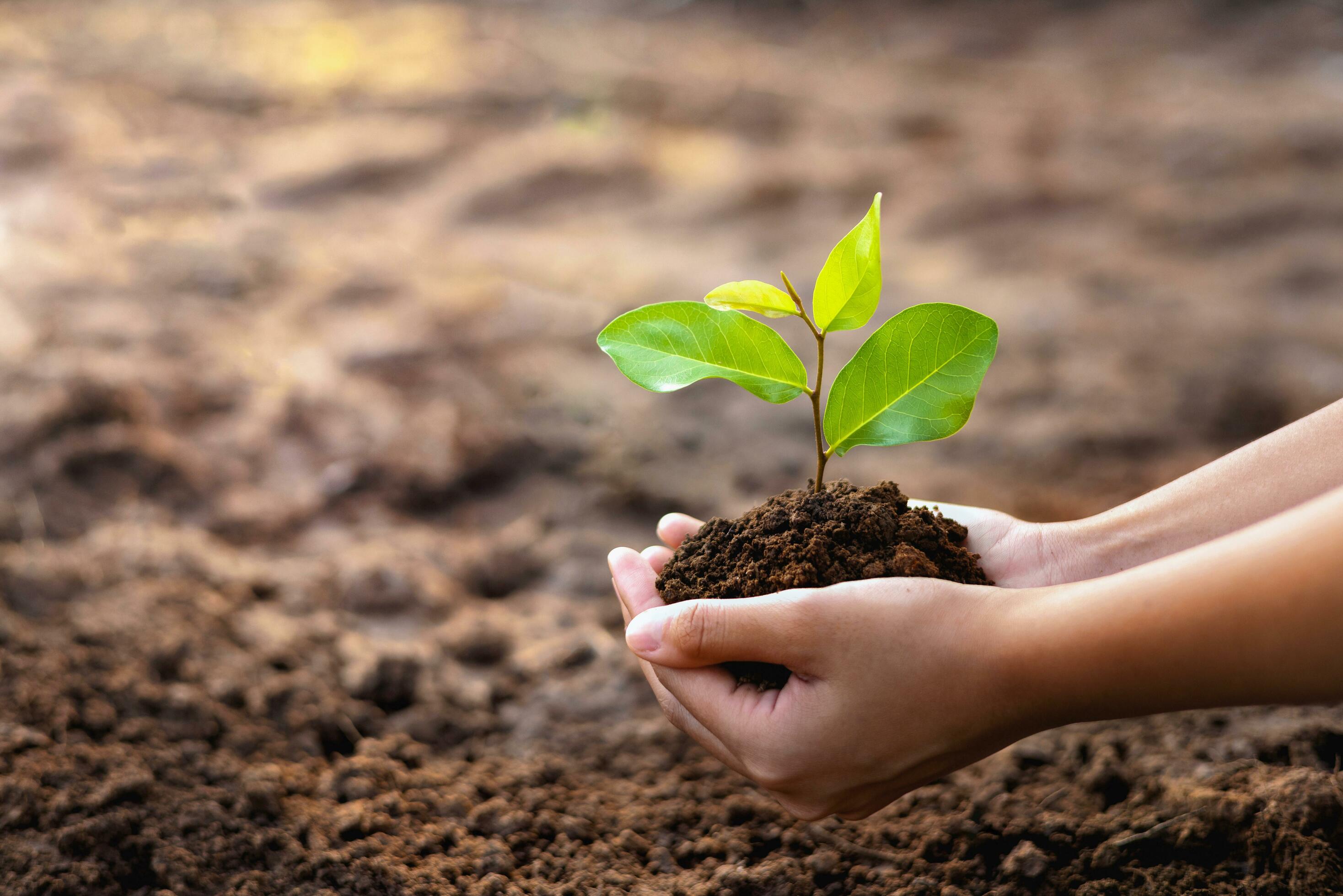 eco earth day concept. hand holdig big tree growing on green background Stock Free