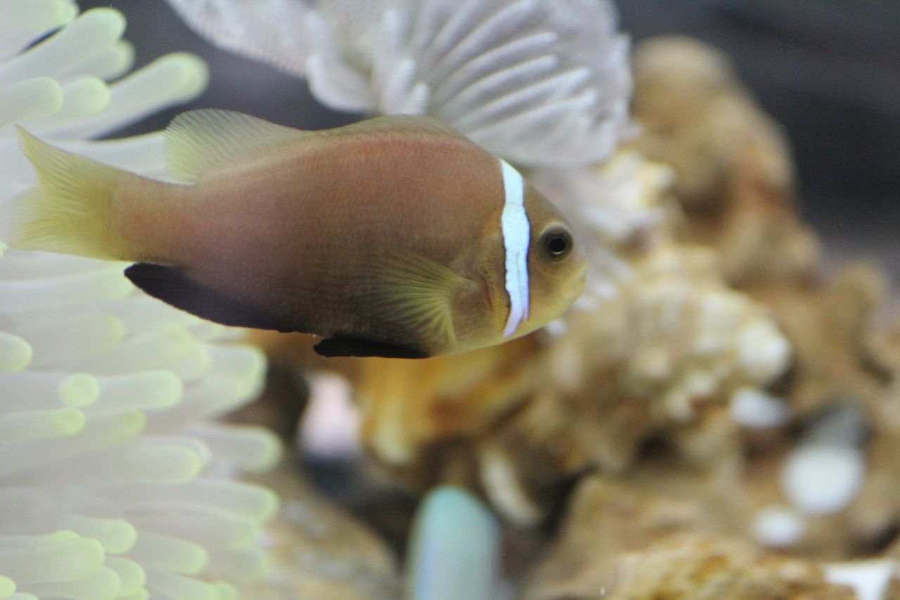 Clown Fish Closeup Stock Free