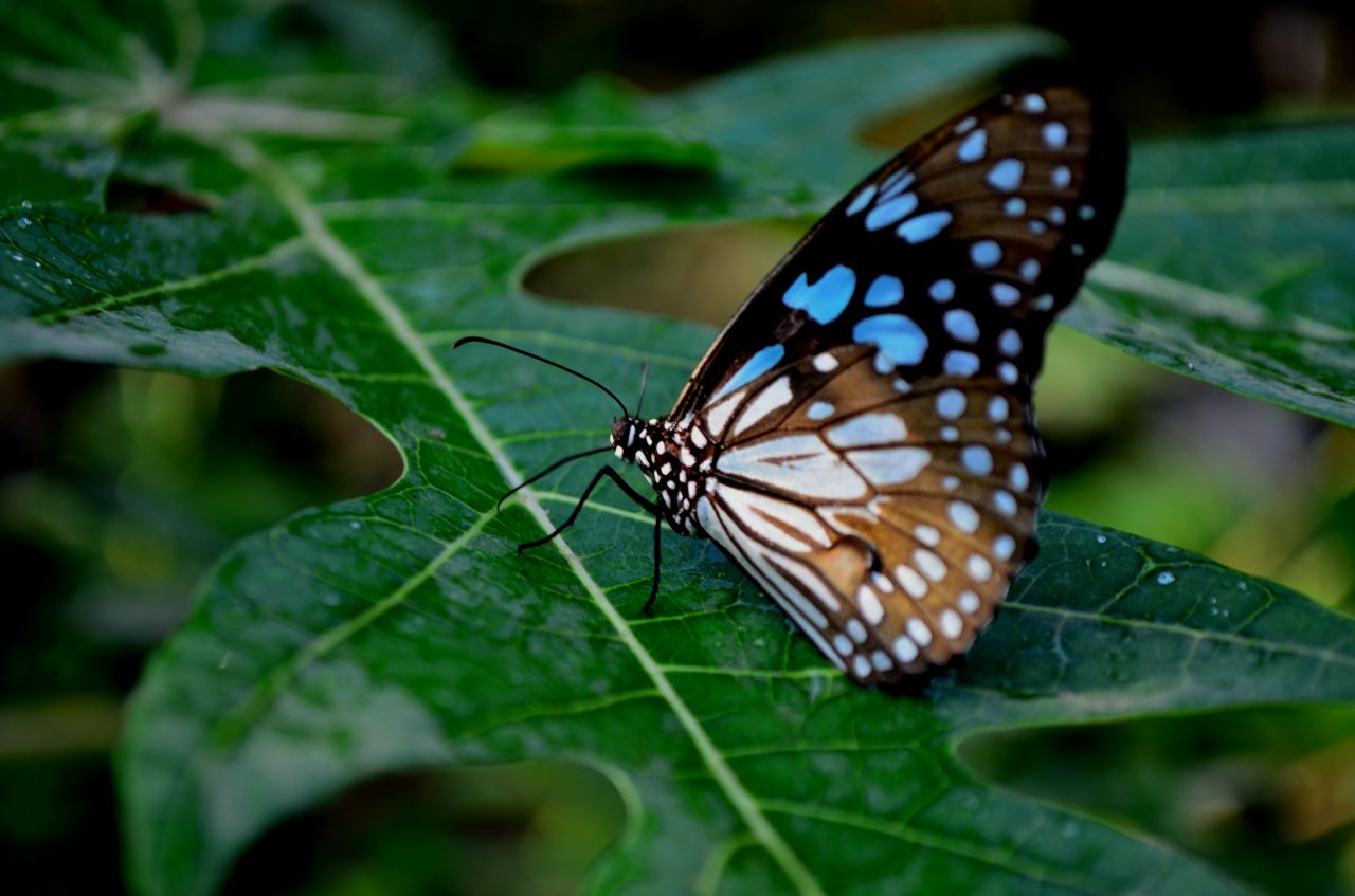 Blue Tiger Butterfly On Leaf 5 Stock Free