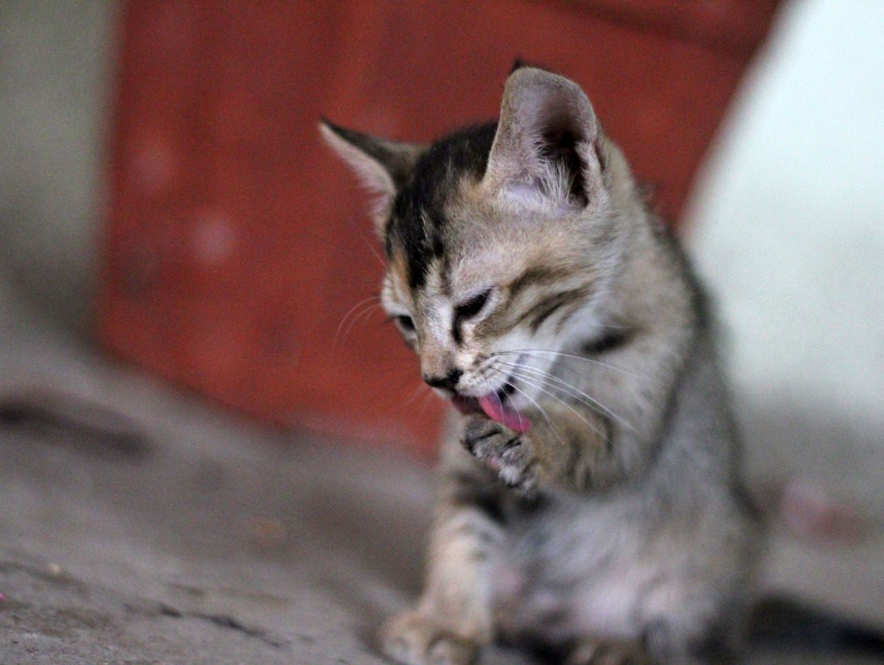 Kitty Licking Legs Stock Free