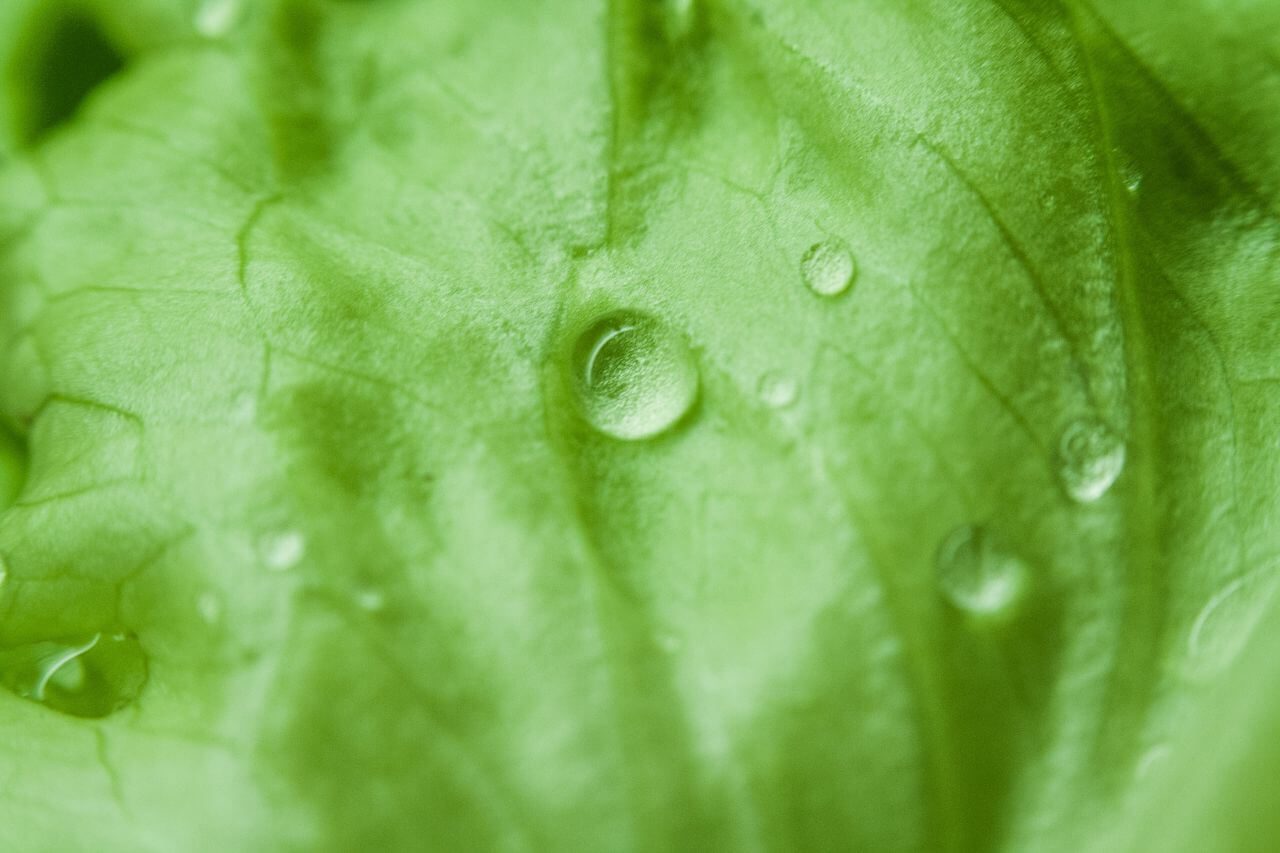 Green Leaf Morning Dew Stock Free