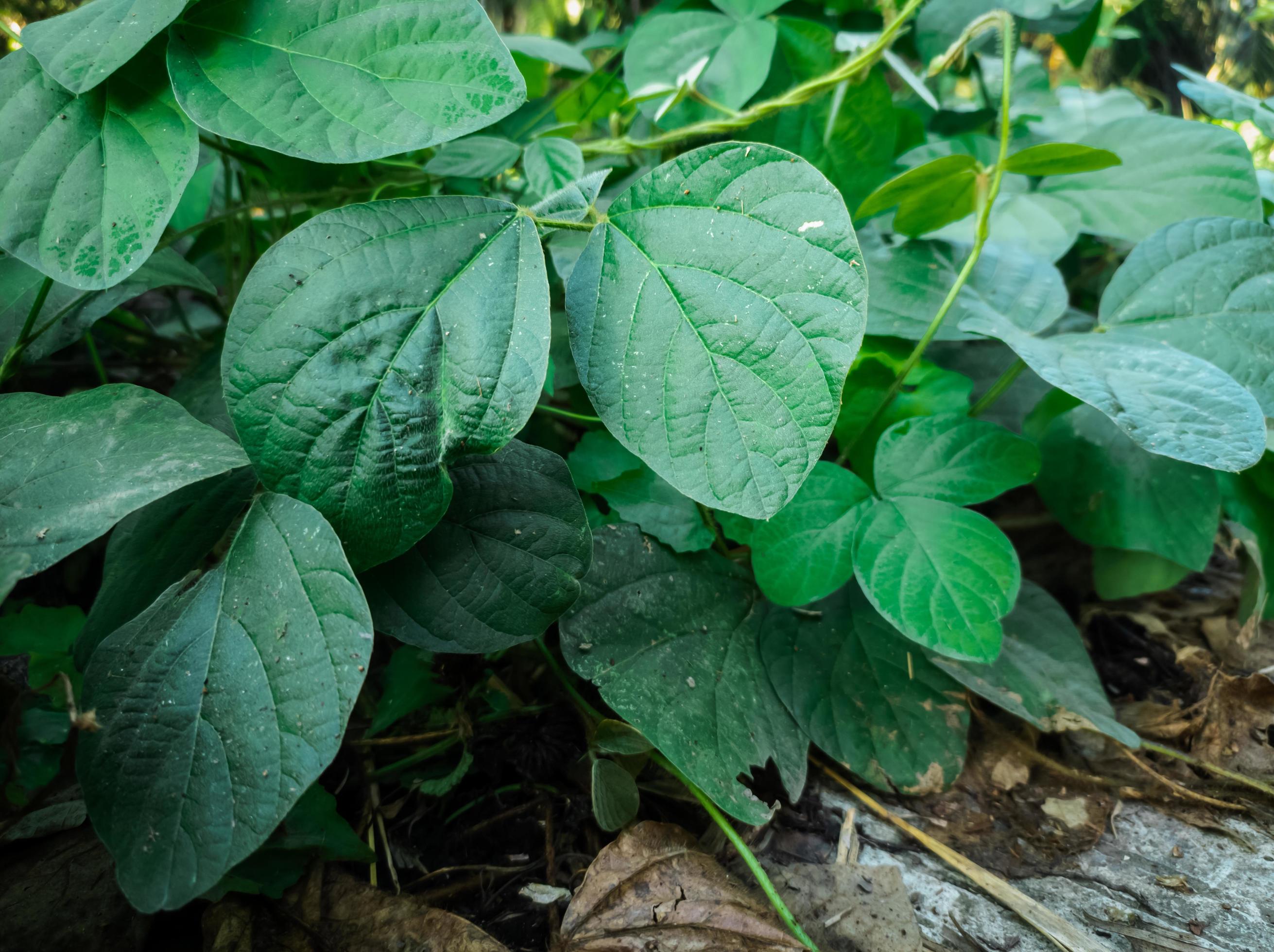 Calopogonium mucunoides leaf pattern background is suitable for nature backgrounds Stock Free