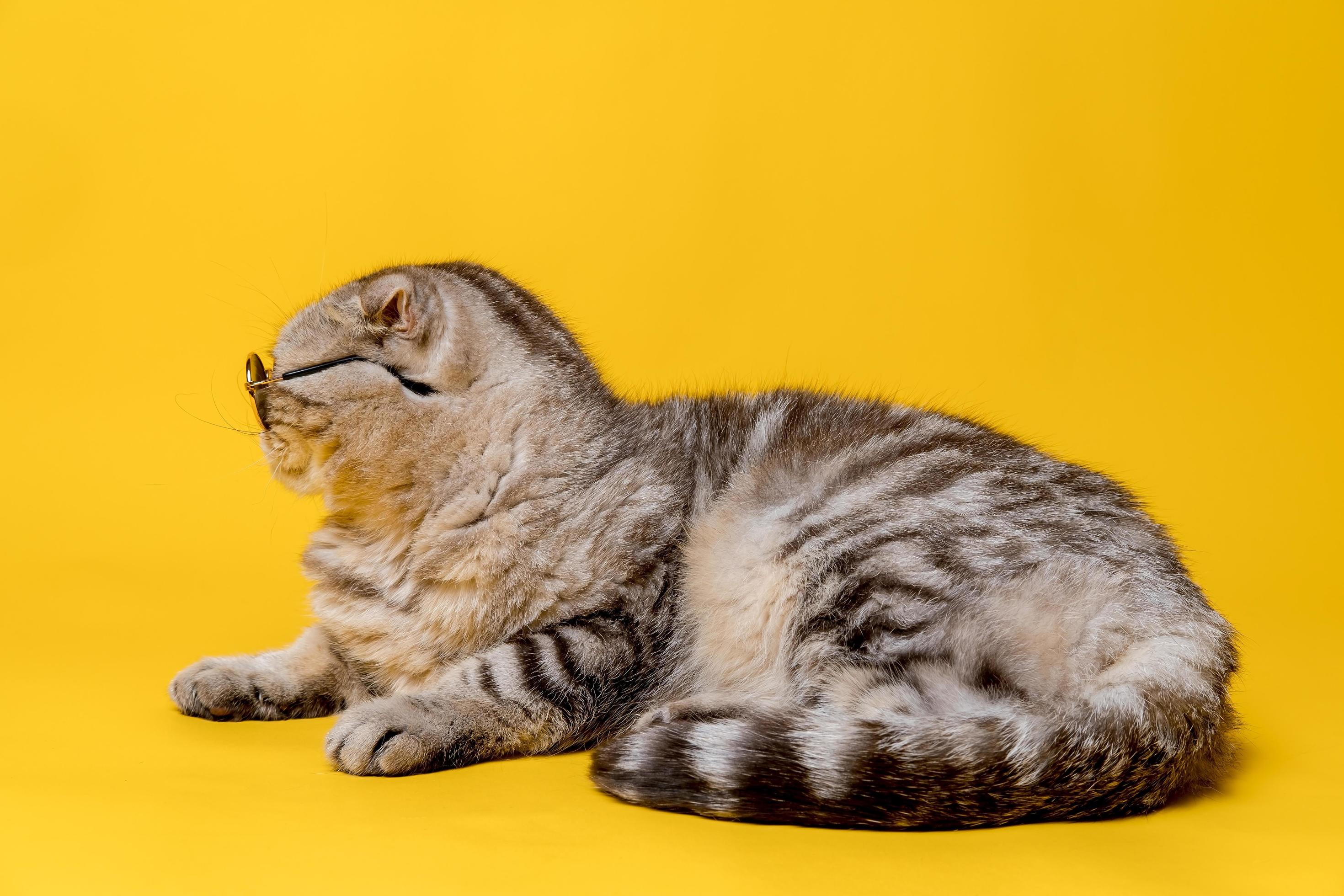 Profile of a Scottish Fold cat in sunglasses lying on a yellow background. Lifestyle. Stock Free