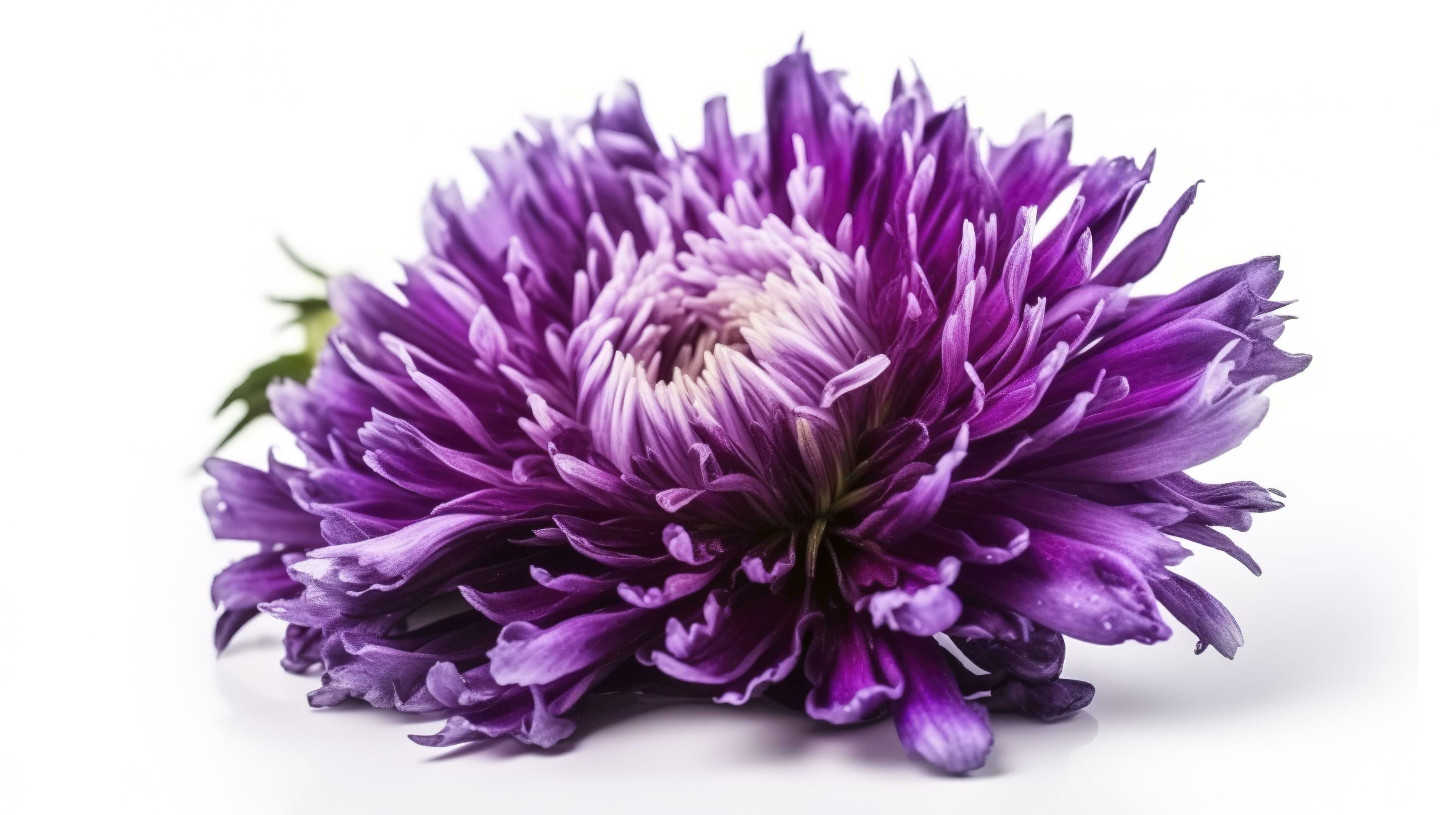 Big purple flower isolated on white background, generate ai Stock Free