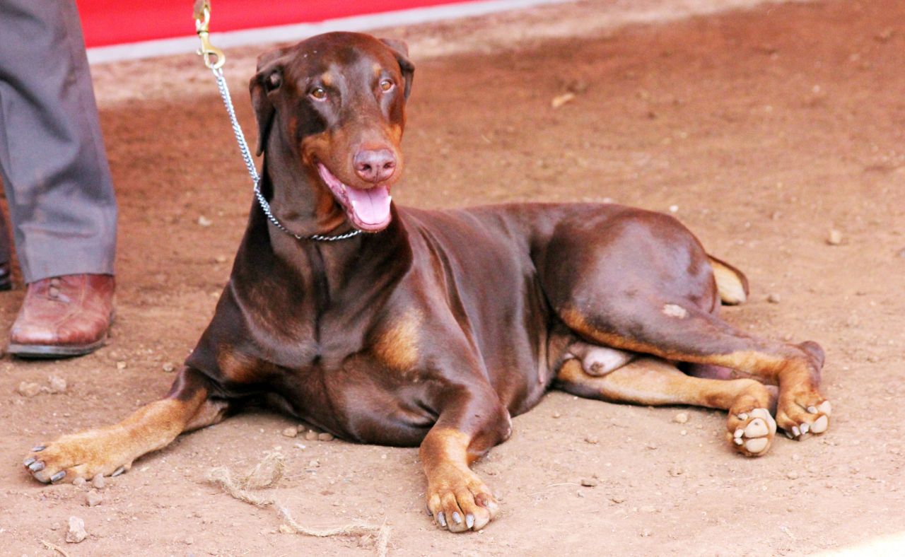 Doberman Sitting Ground Stock Free