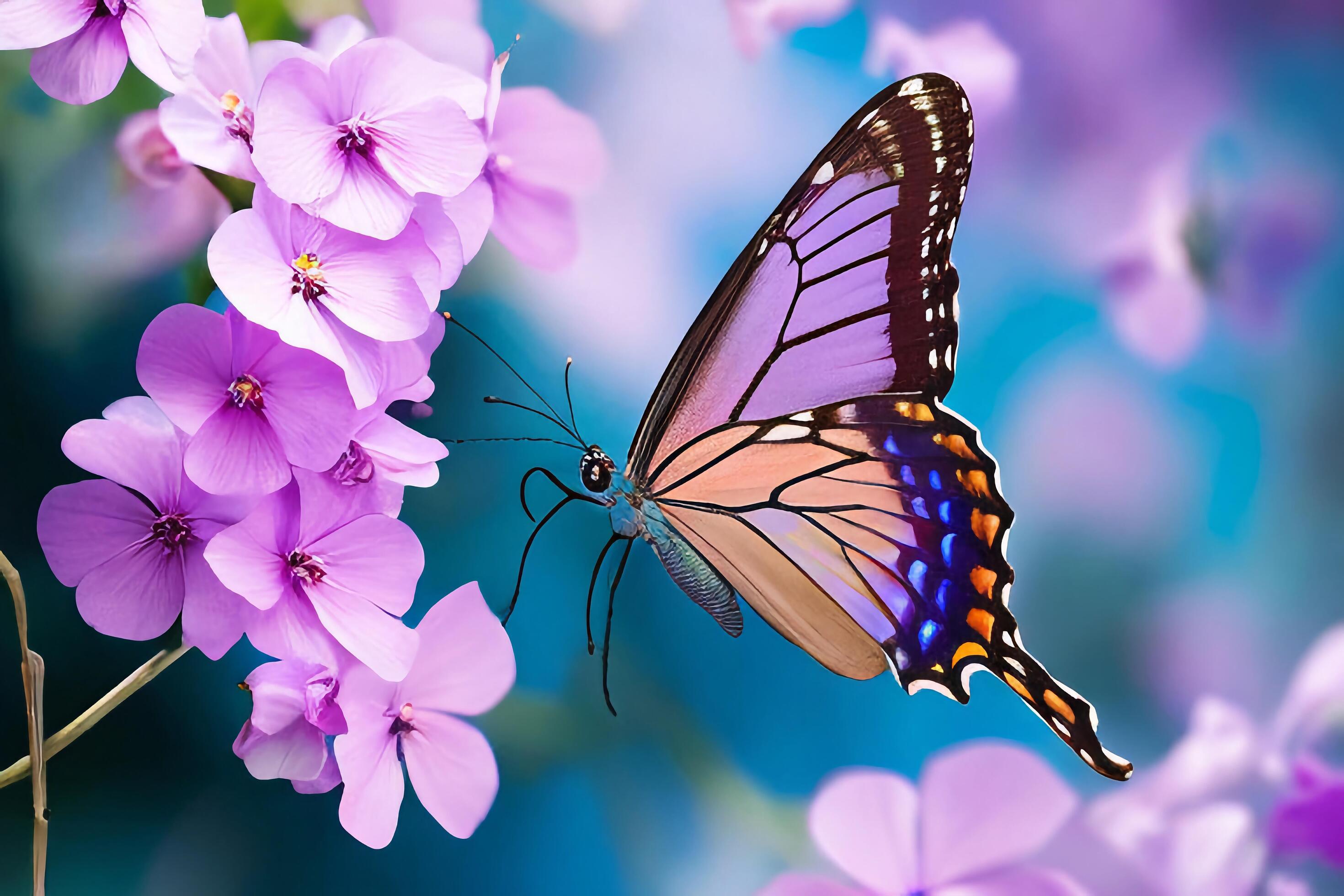 The butterfly is collecting nectar from the violet flowers with . Stock Free