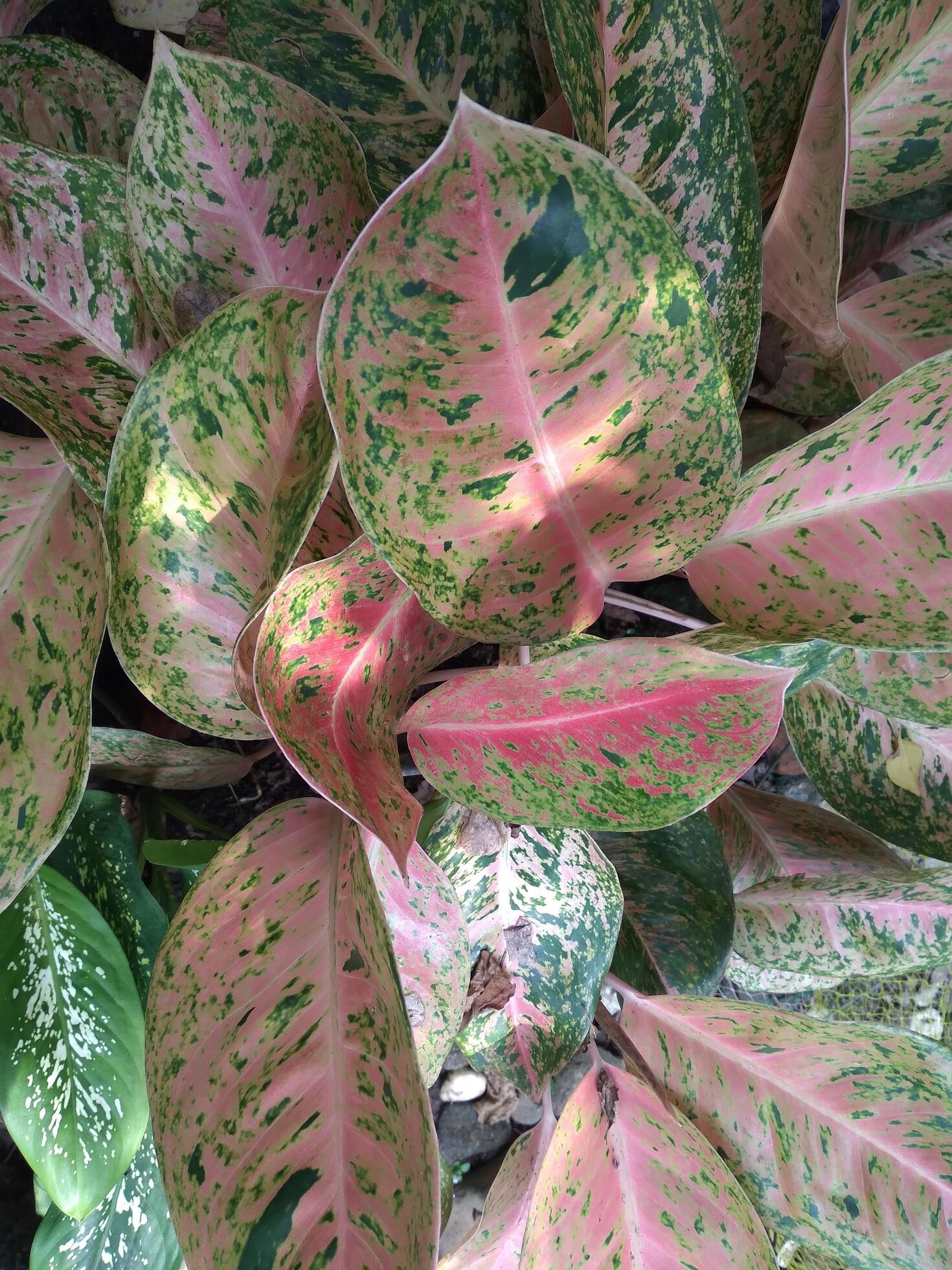 
									Aglaonema is a genus of flowering plants in the arum family, Araceae. Aglonema donacarmen. Aglonema dona karmen Stock Free