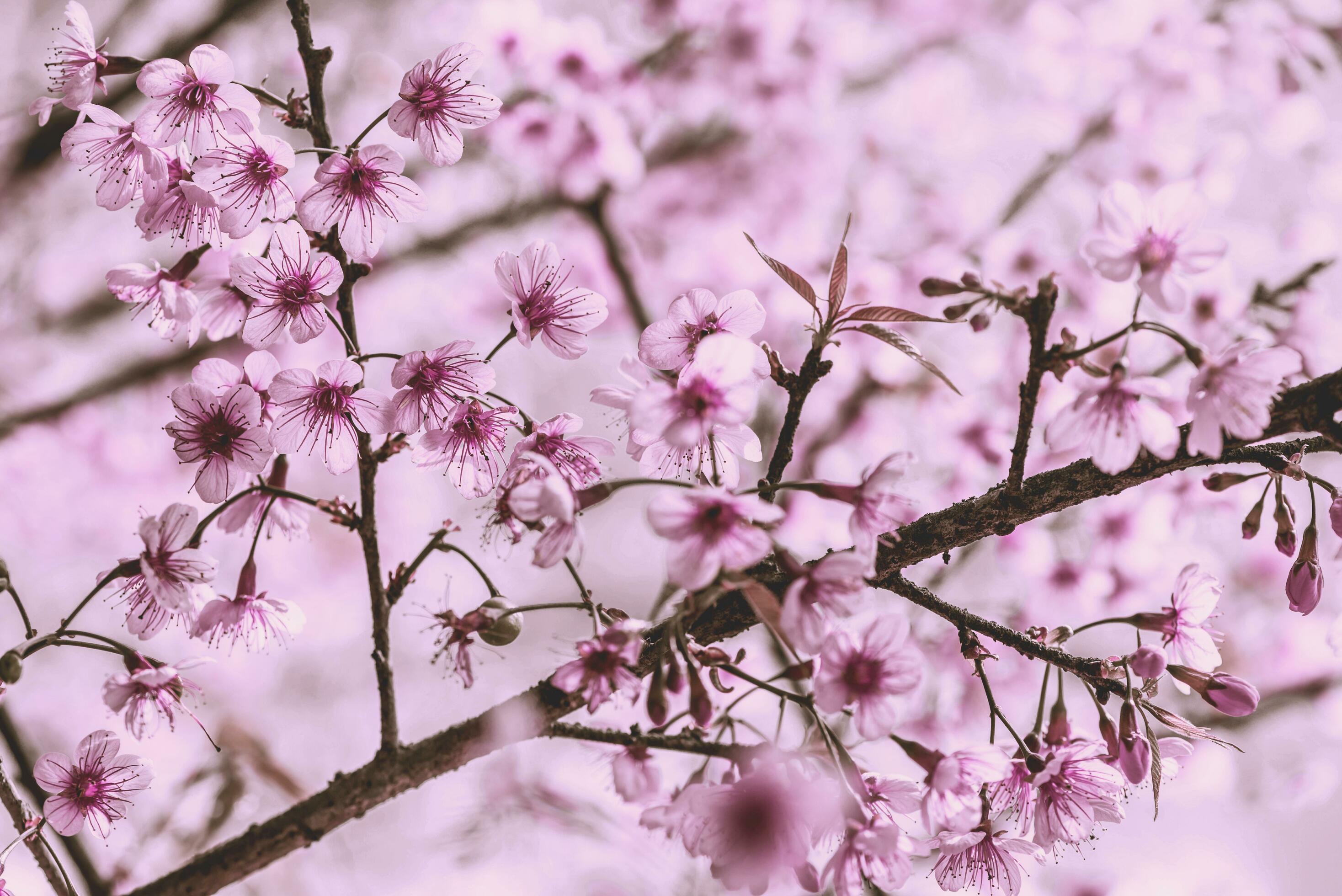 background nature Flower Valentine Prunus cerasoides Stock Free