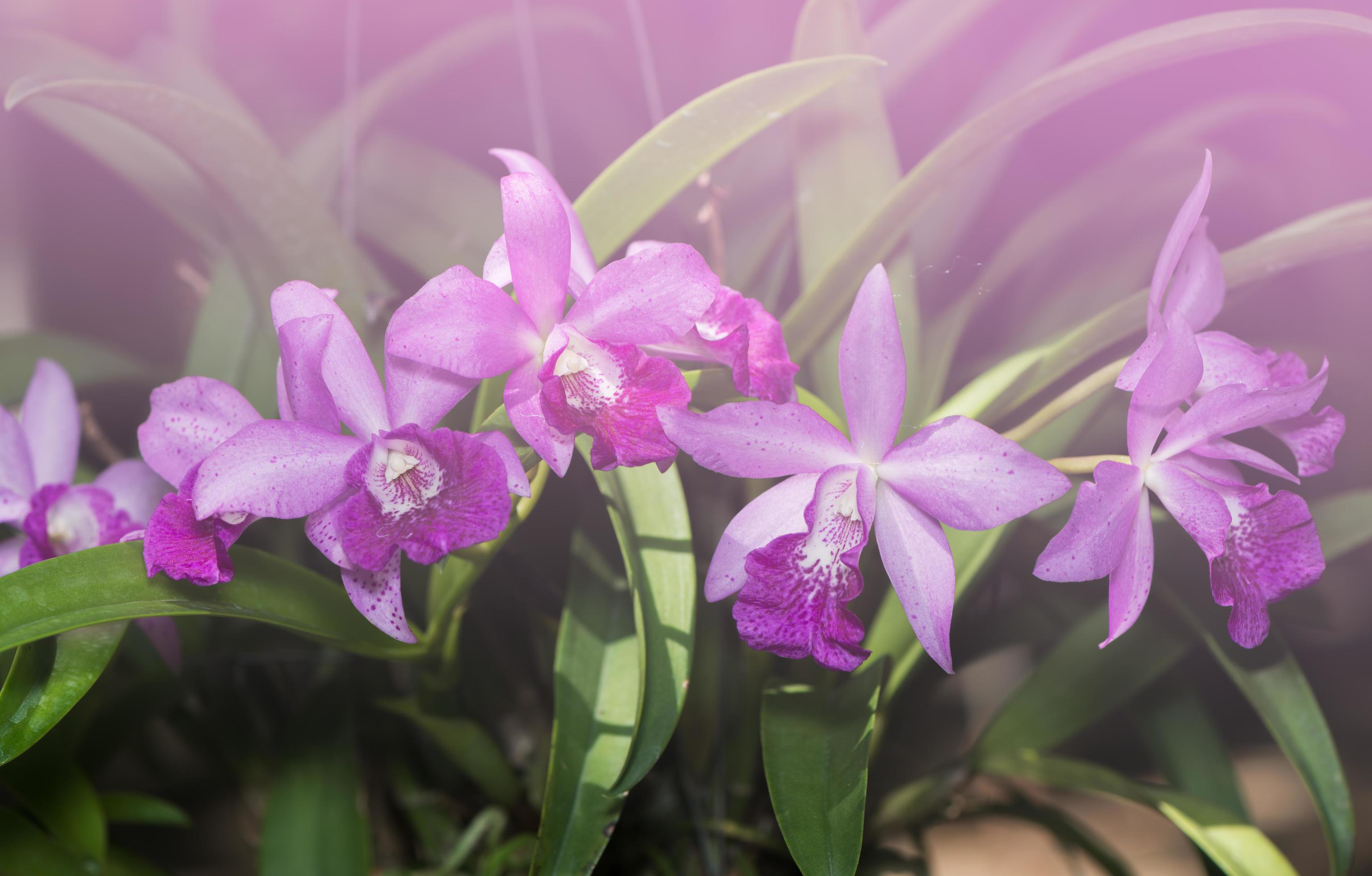 Hybrid light purple cattleya orchid flower Stock Free