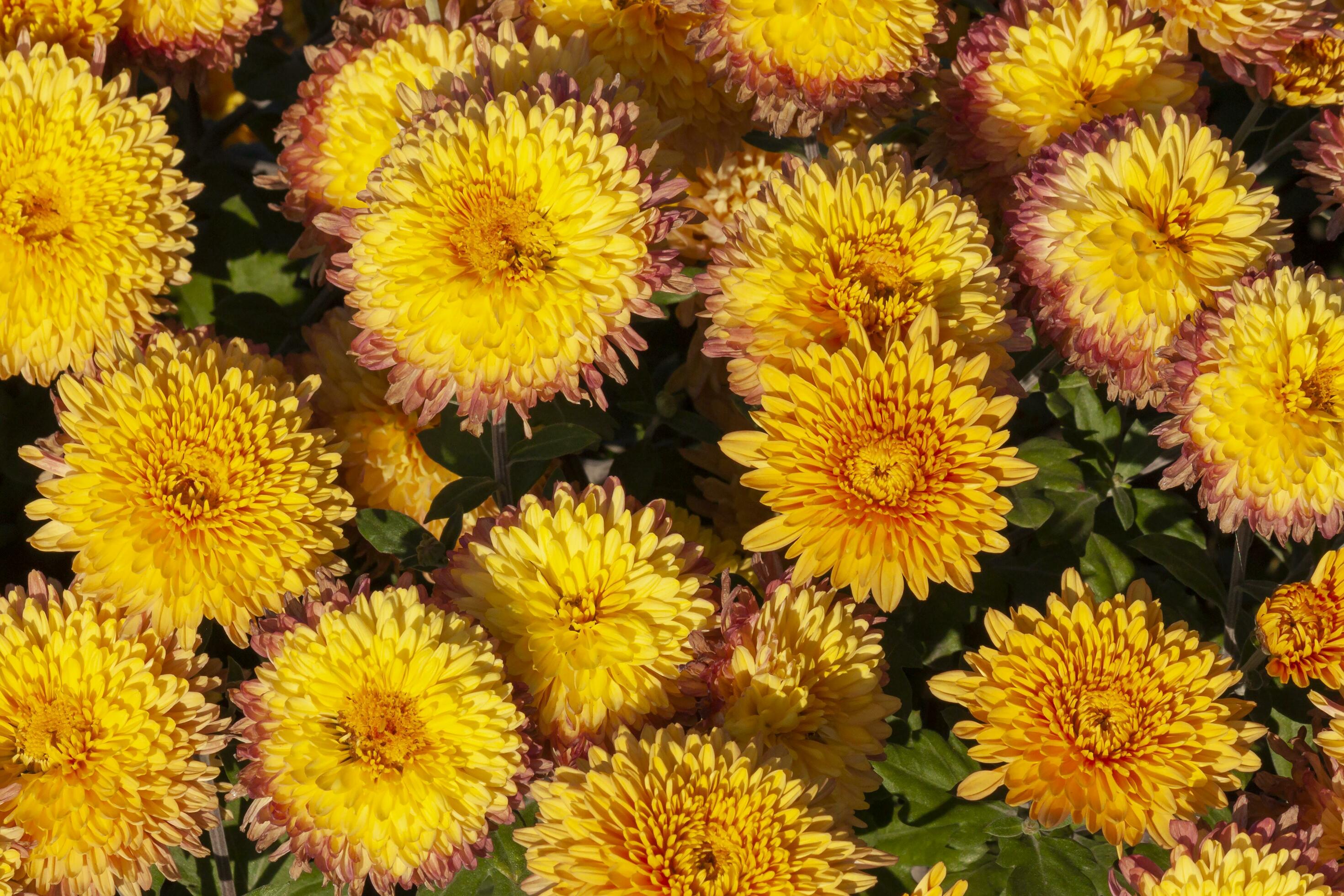 yellow chrysanthemum flowers in a garden Stock Free