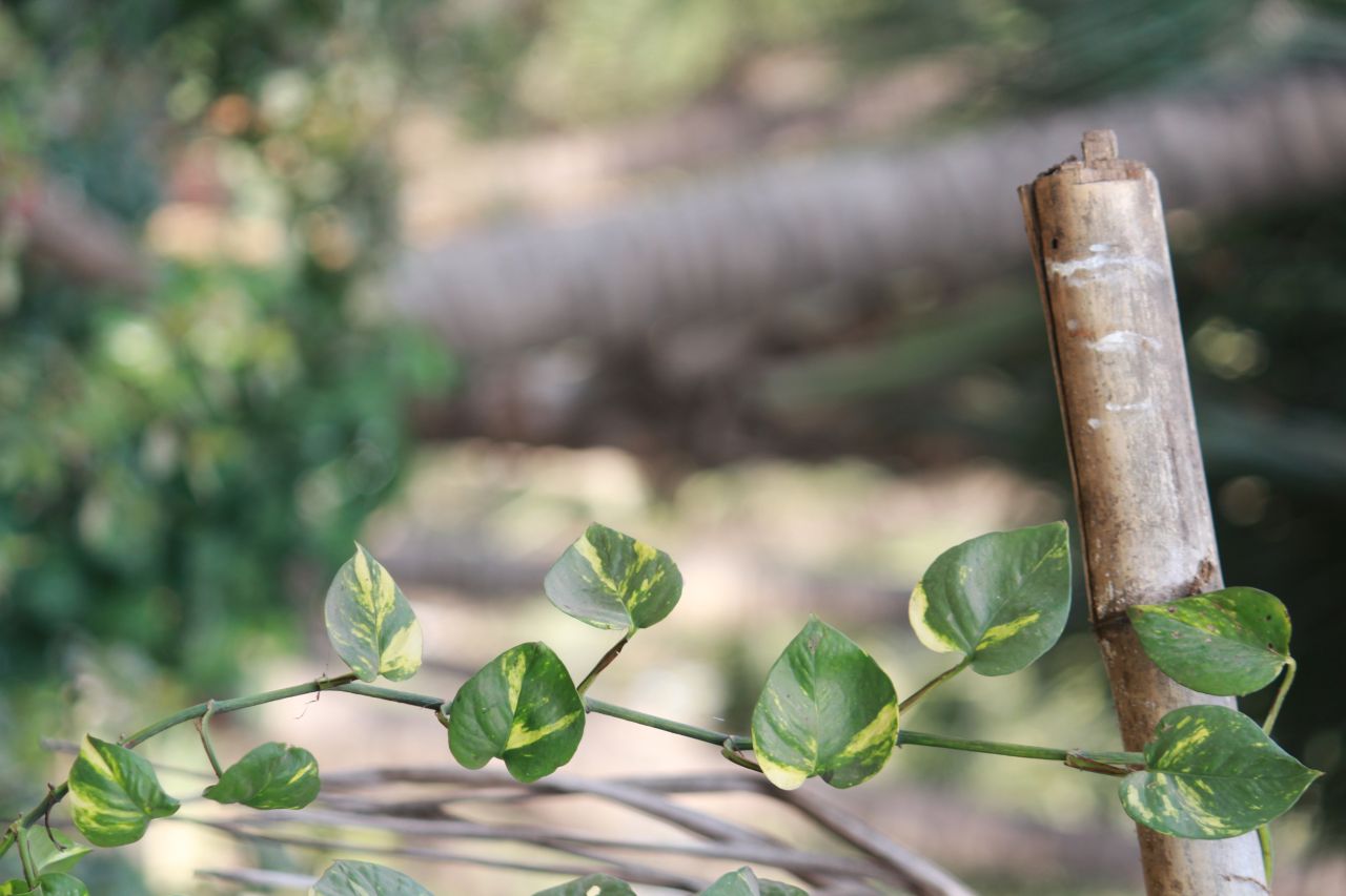 Money Plant Bamboo Stock Free