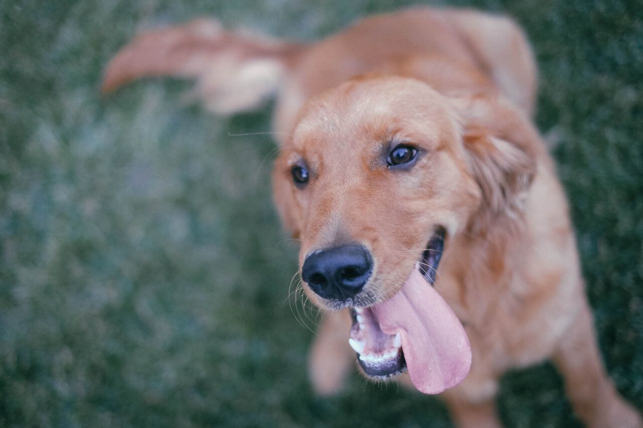 Golden Retriever Dog Happy Stock Free