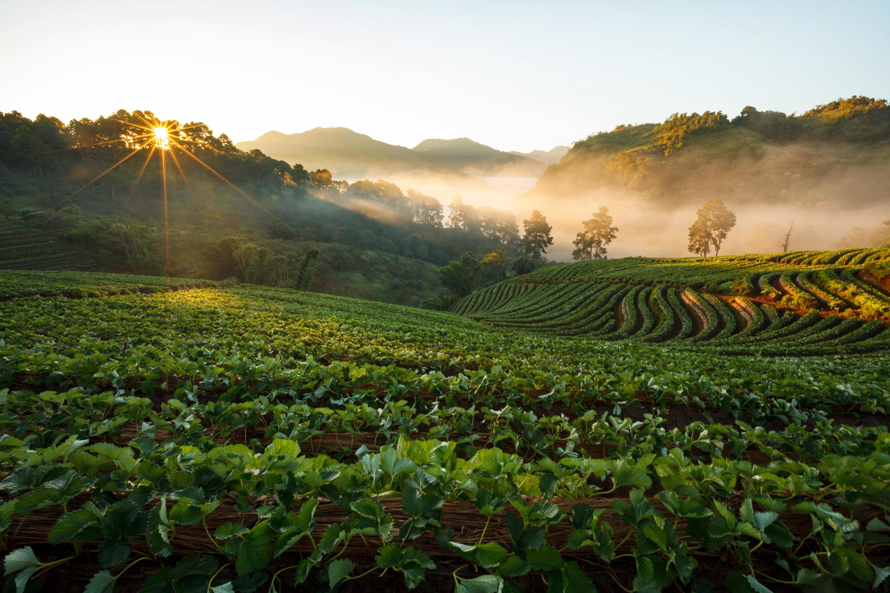 misty morning sunrise in strawberry garden at Doi Angkhang mountain, chiangmai Stock Free