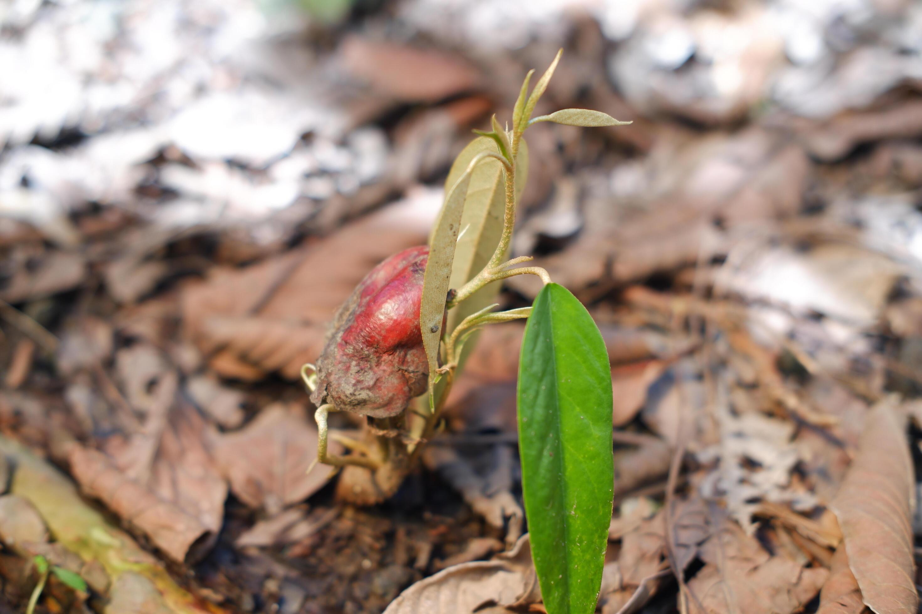 Close-up photo of durian seedlings growing in the ground Stock Free