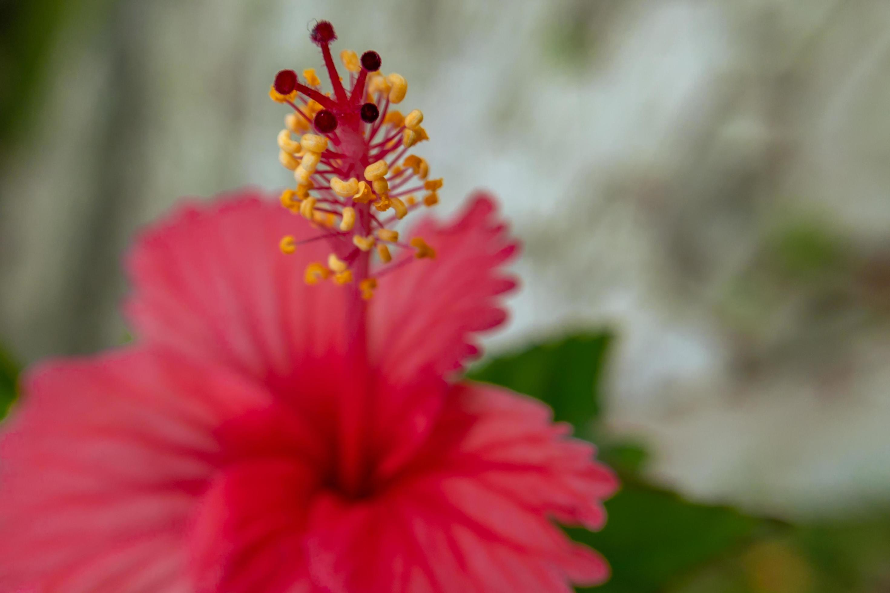 close red color hibiscus flower, hibiscus flower wallpaper Stock Free