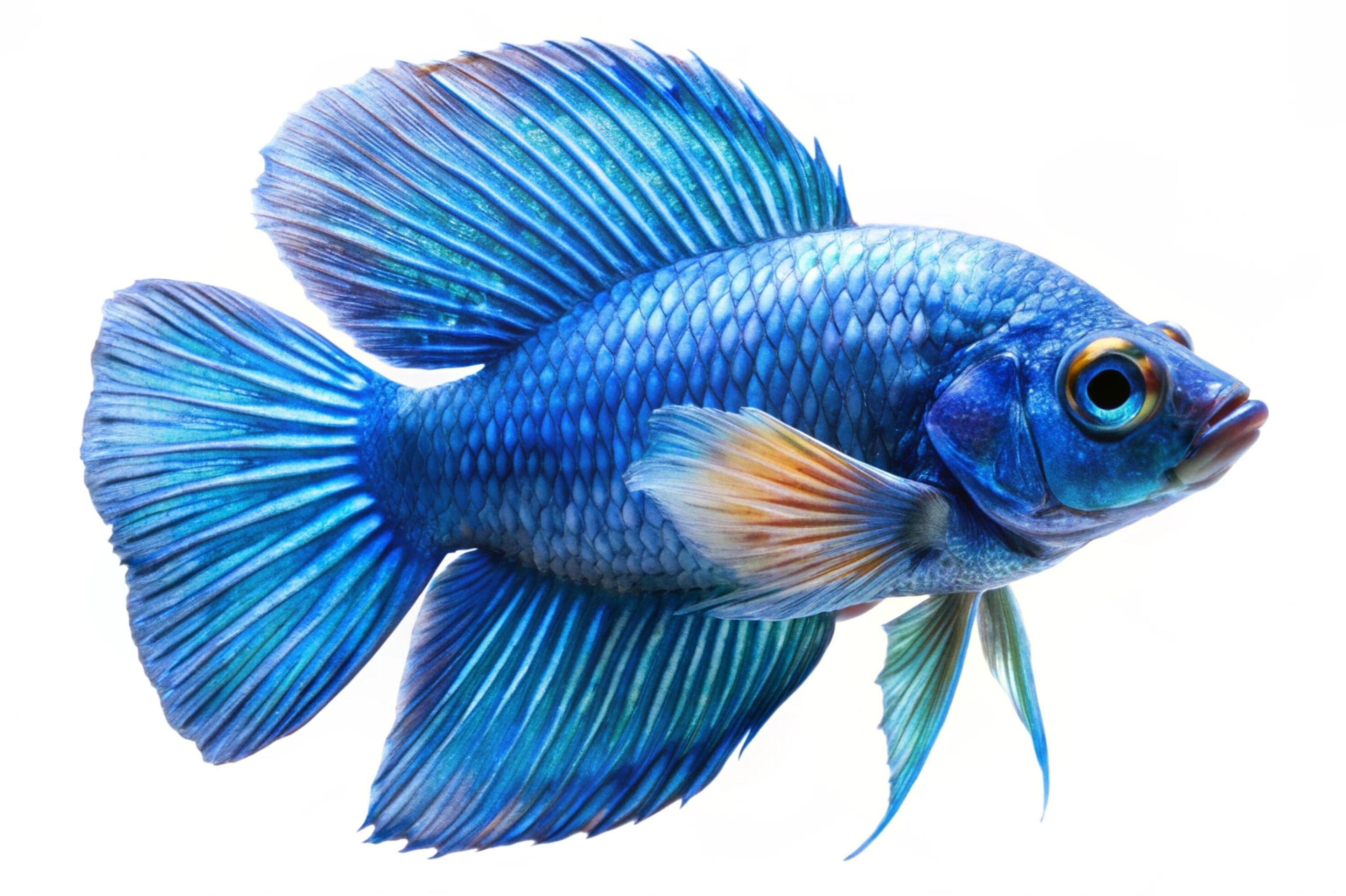 Blue ornamental fish isolated on white background Stock Free