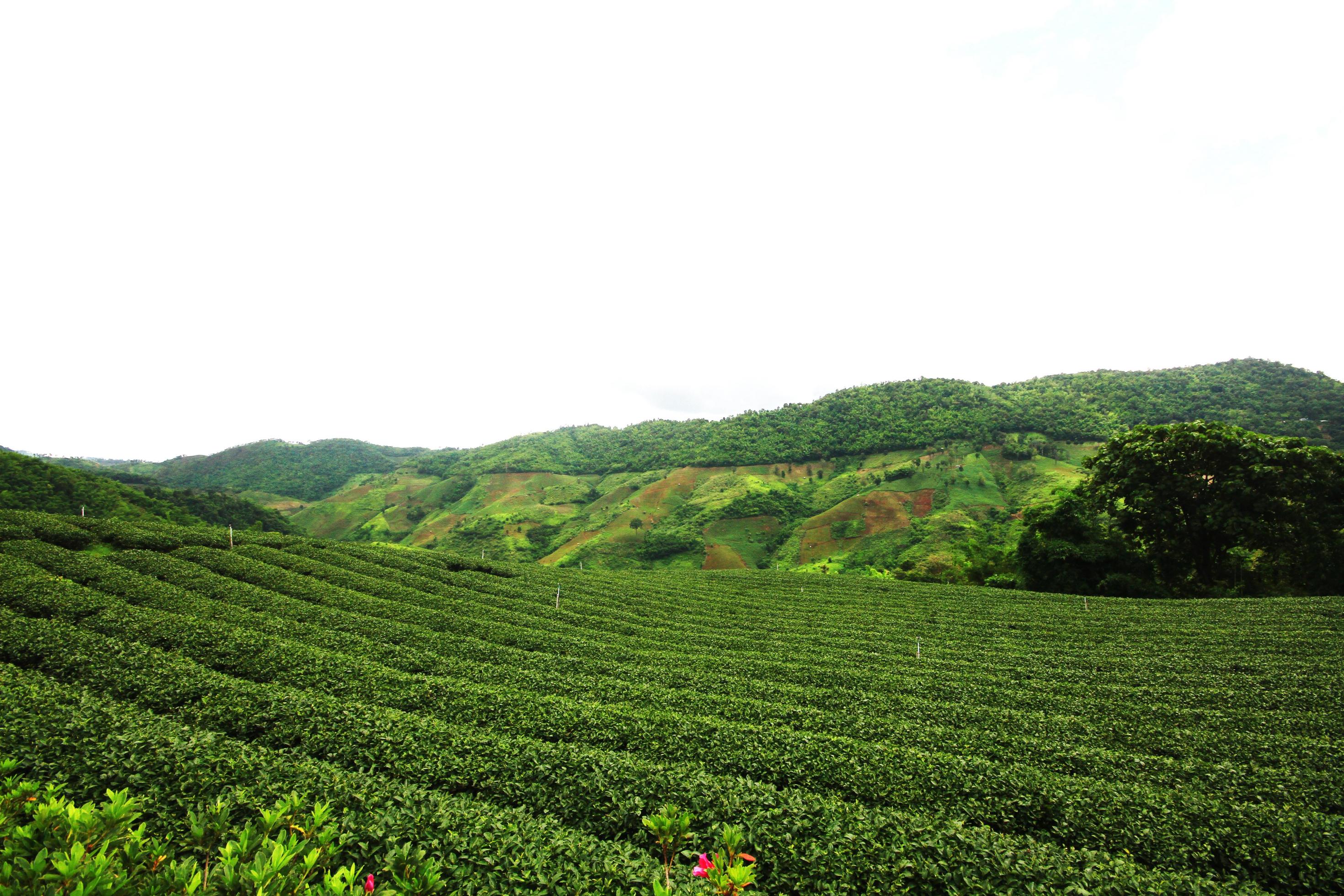 Tea Plantation in sunrise on the mountain and forest in rain season is very beautiful view in Chiangrai Province, Thailand. Stock Free