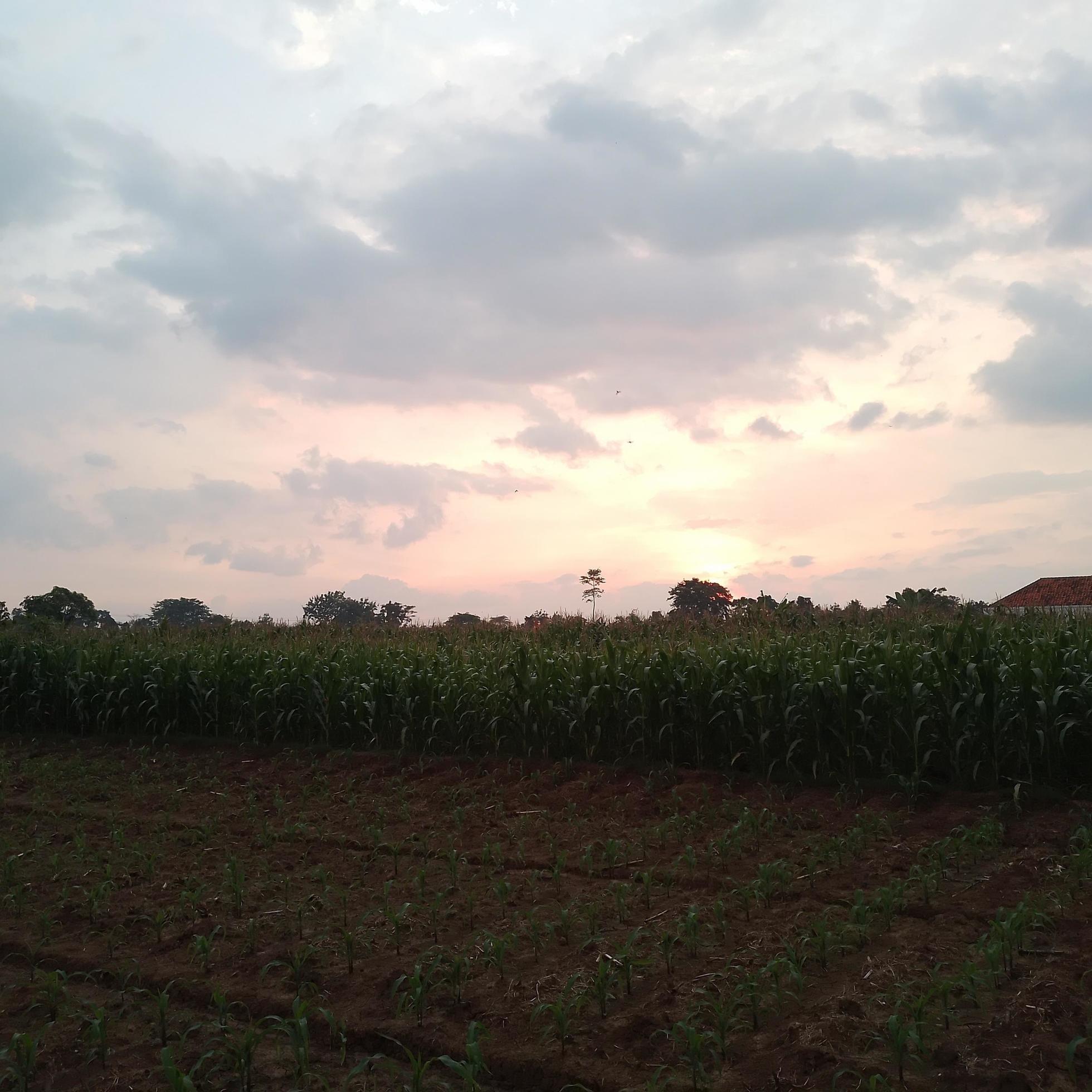 Nature photo at sunset in the countryside Stock Free