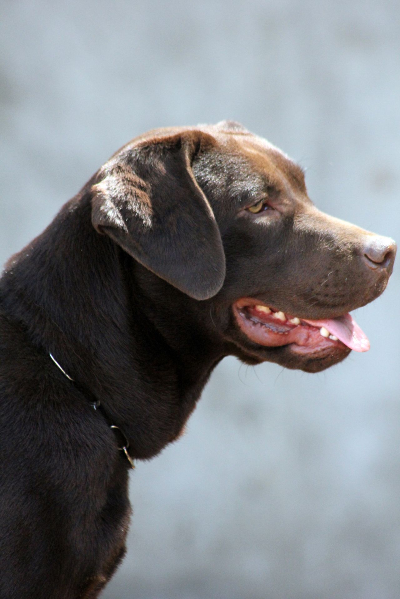 Labrador Dog Brown Stock Free