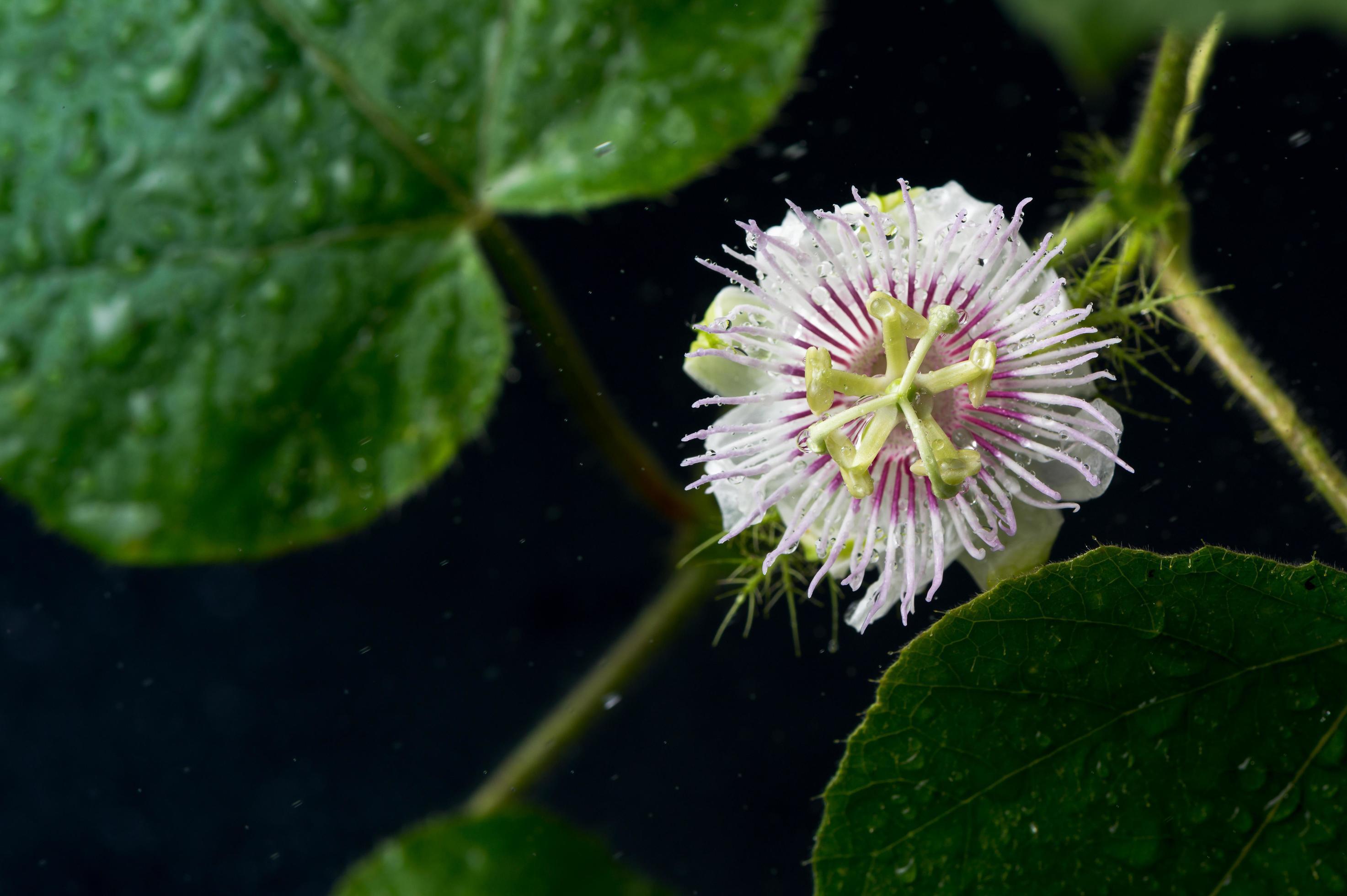 Passion Fruit flower Stock Free