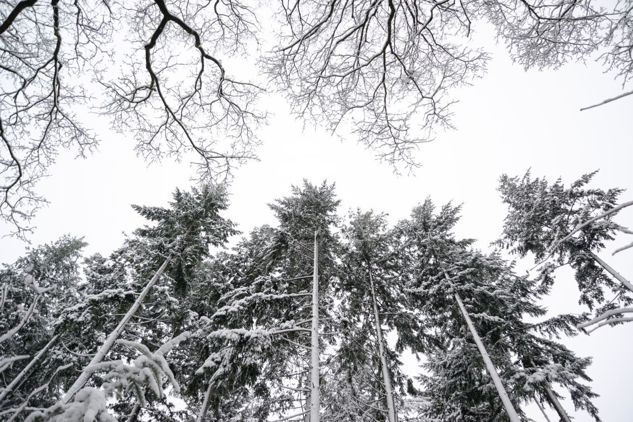 Winter trees perspective Stock Free