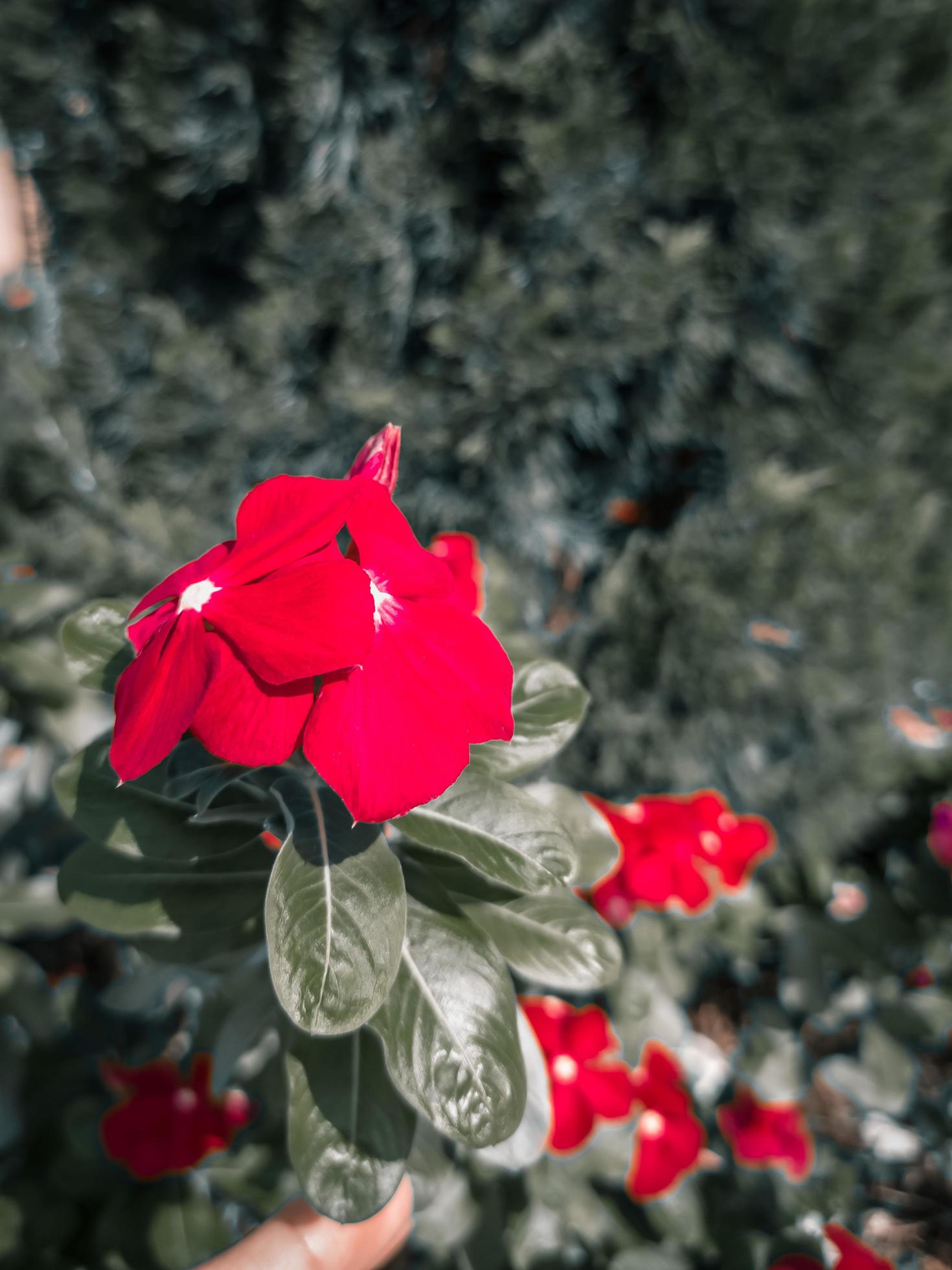 Red flowers in the garden, Thailand. selective focus blurred background vintage concept. Stock Free