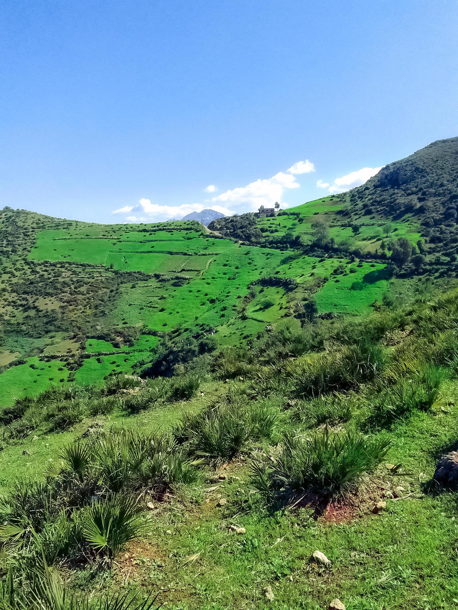 Discover the breathtaking beauty of wild palm trees atop a mountain, a journey through the heart of nature magnificent and serene landscapes Stock Free