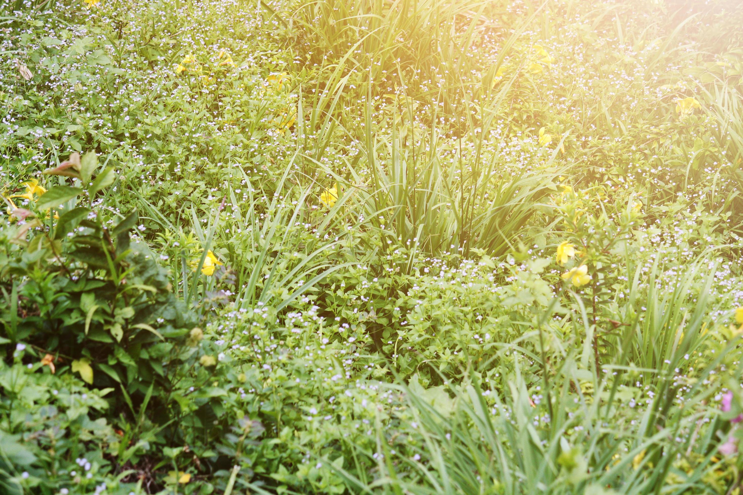 Blooming wildflowers grass field with natural sunlight Stock Free