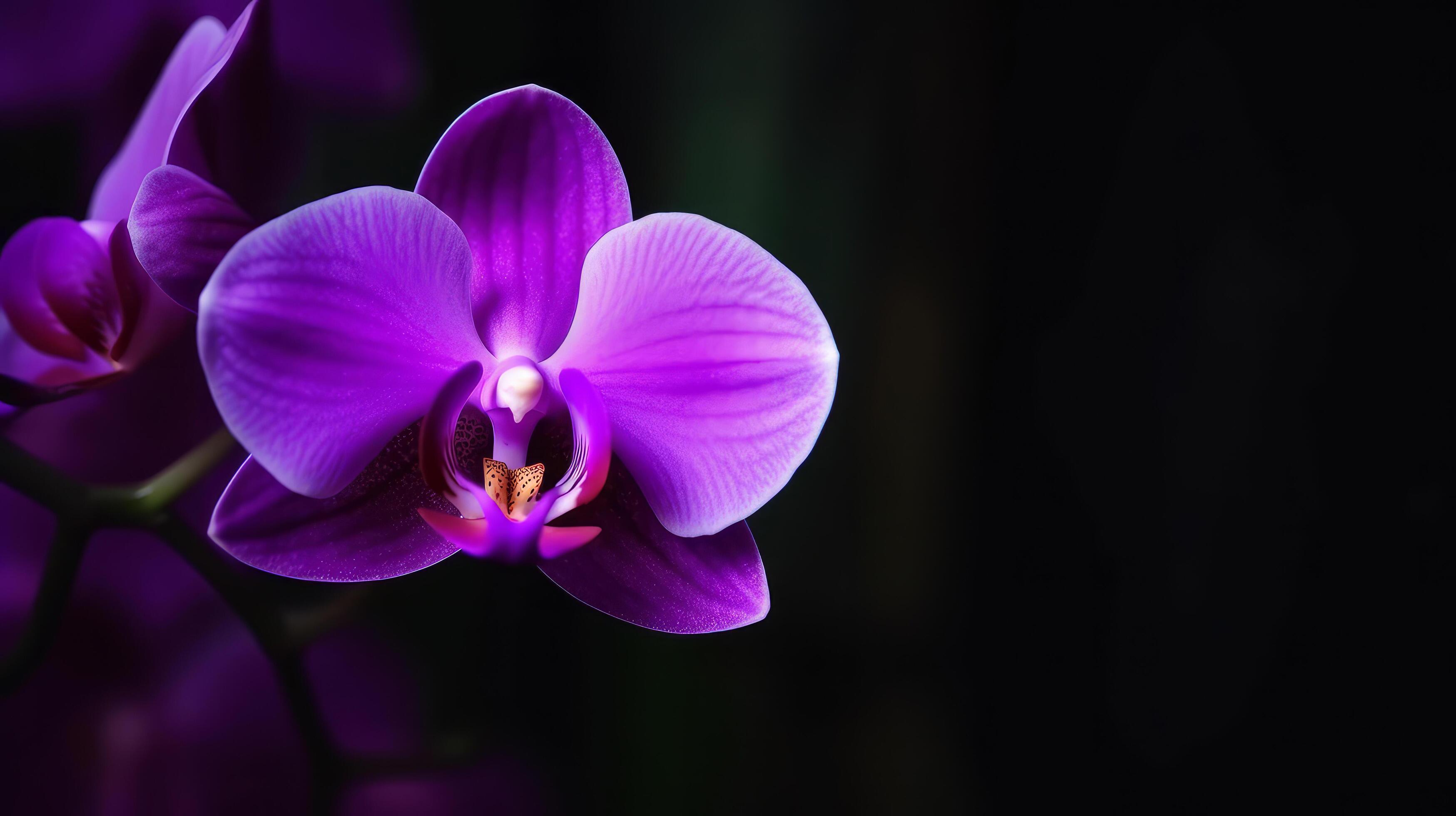 Orchid flower. Illustration Stock Free