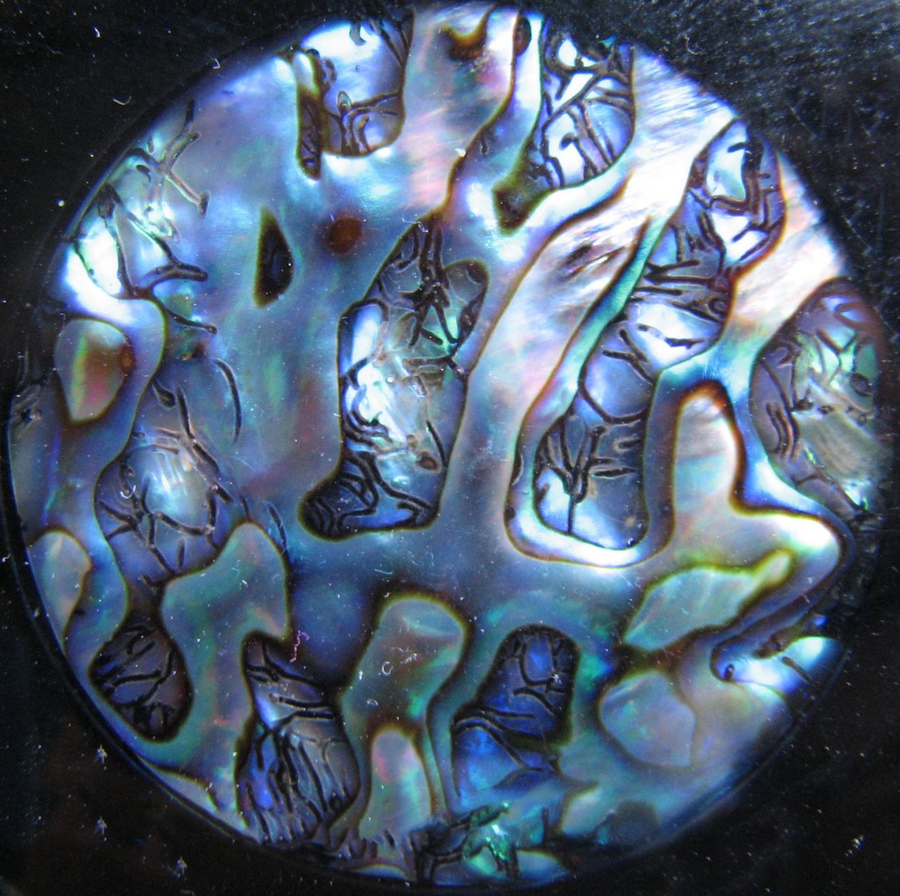 Abalone pendant closeup Stock Free