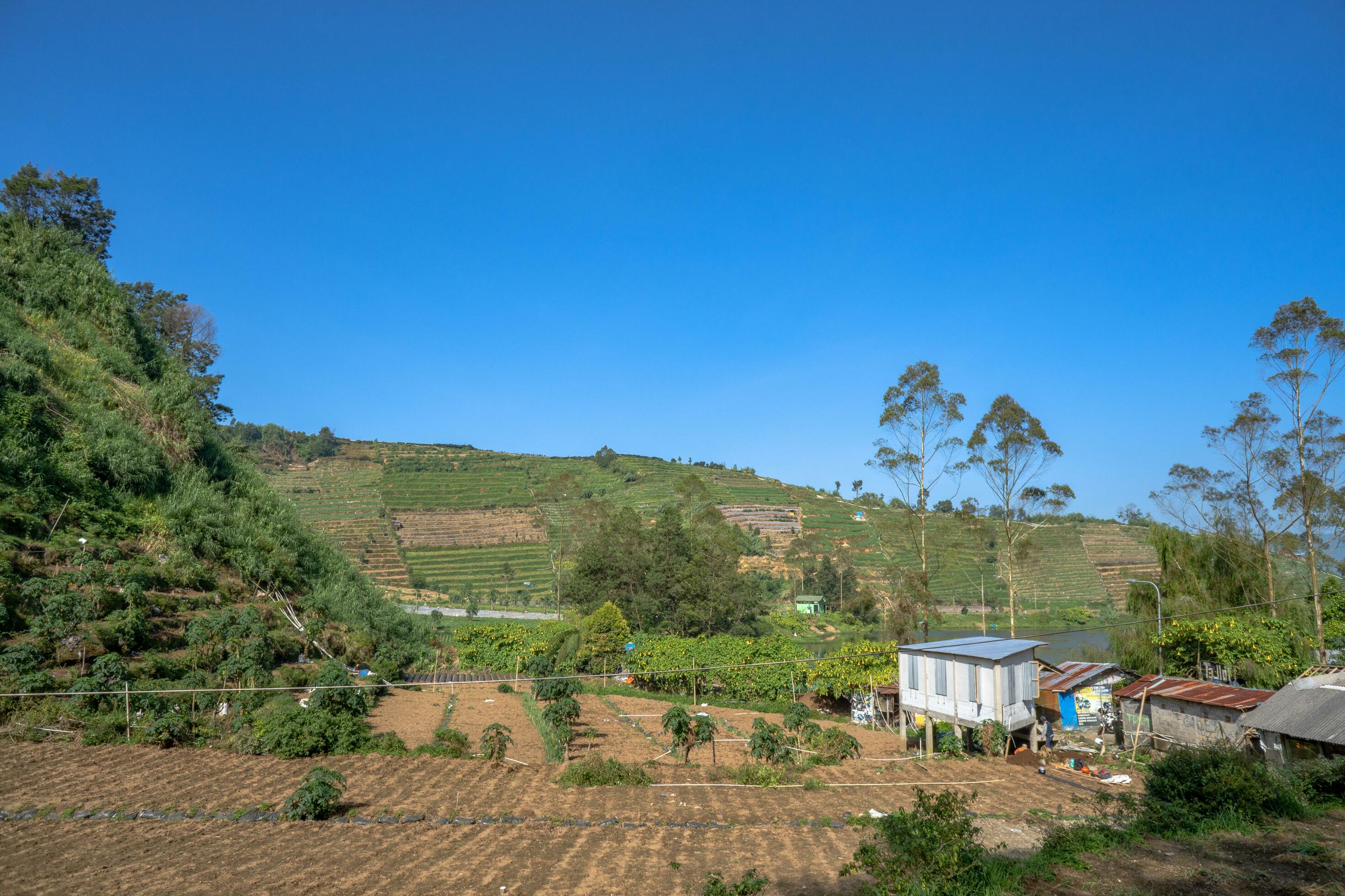 High ground garden when spring season with sun ray. The photo is suitable to use for garden field content media, nature poster and farm background. Stock Free