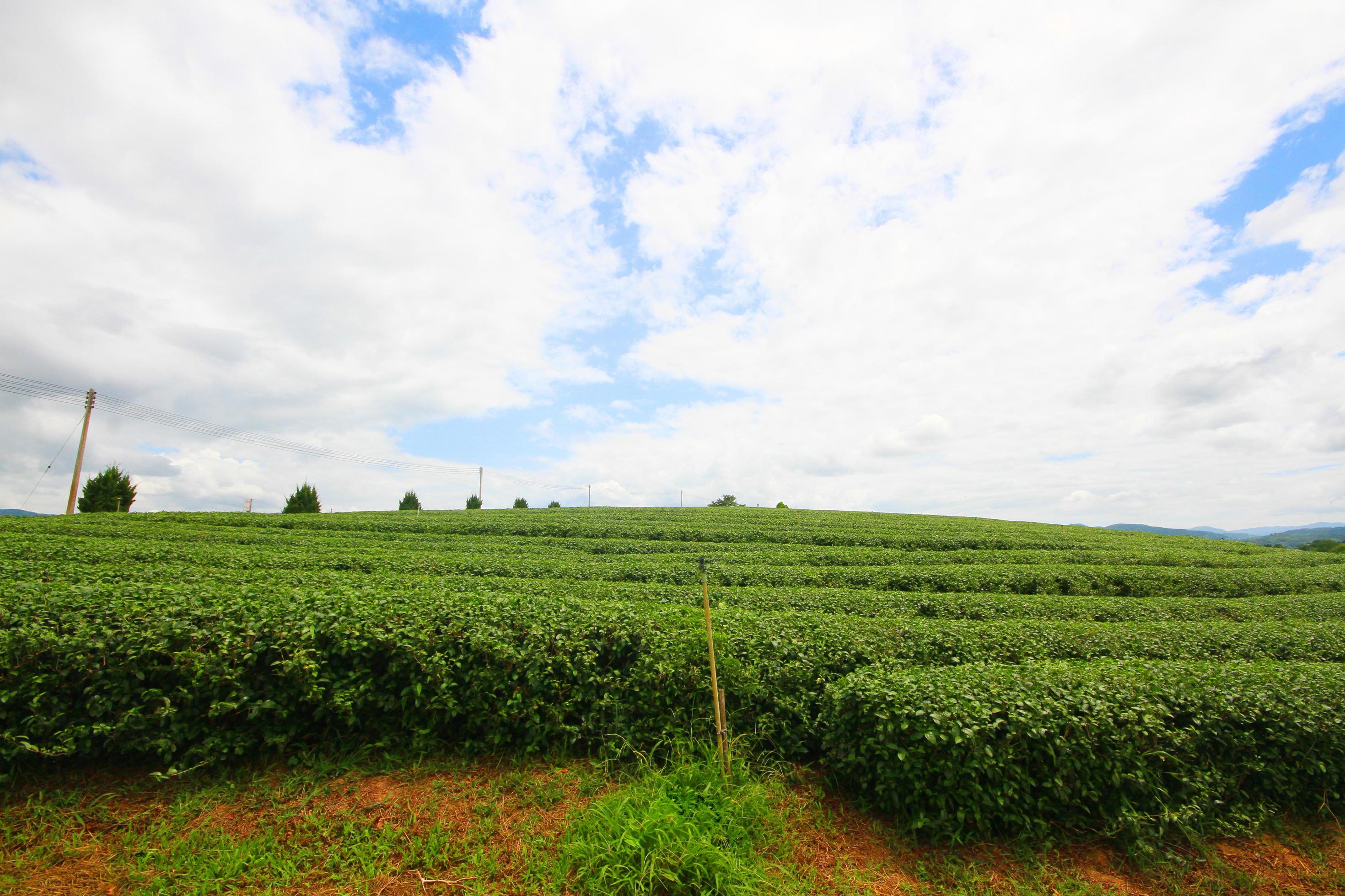 Tea Plantation in sunrise on the mountain and forest in rain season is very beautiful view in Chiangrai Province, Thailand. Stock Free