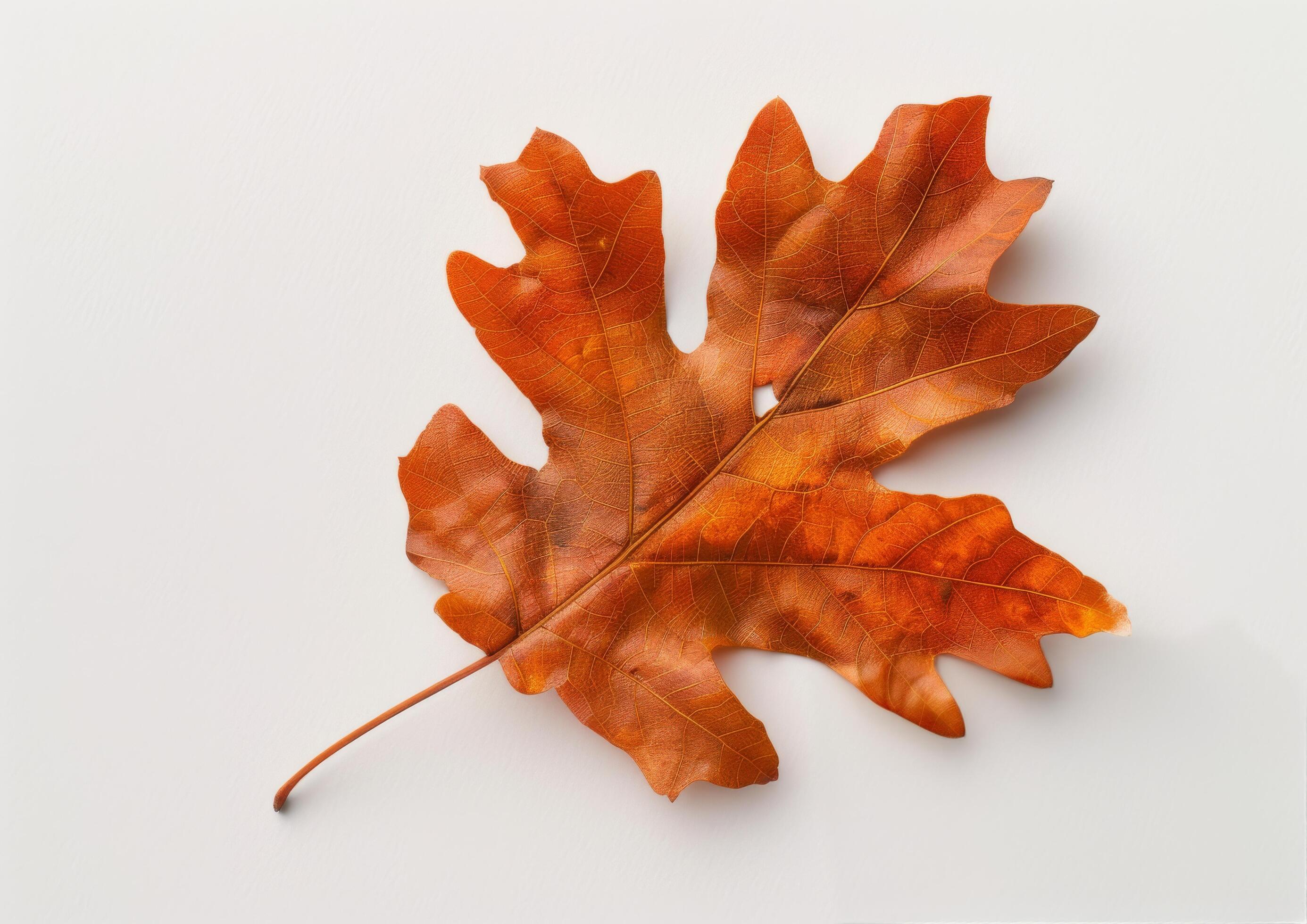 Single Brown Oak Leaf on White Background Stock Free