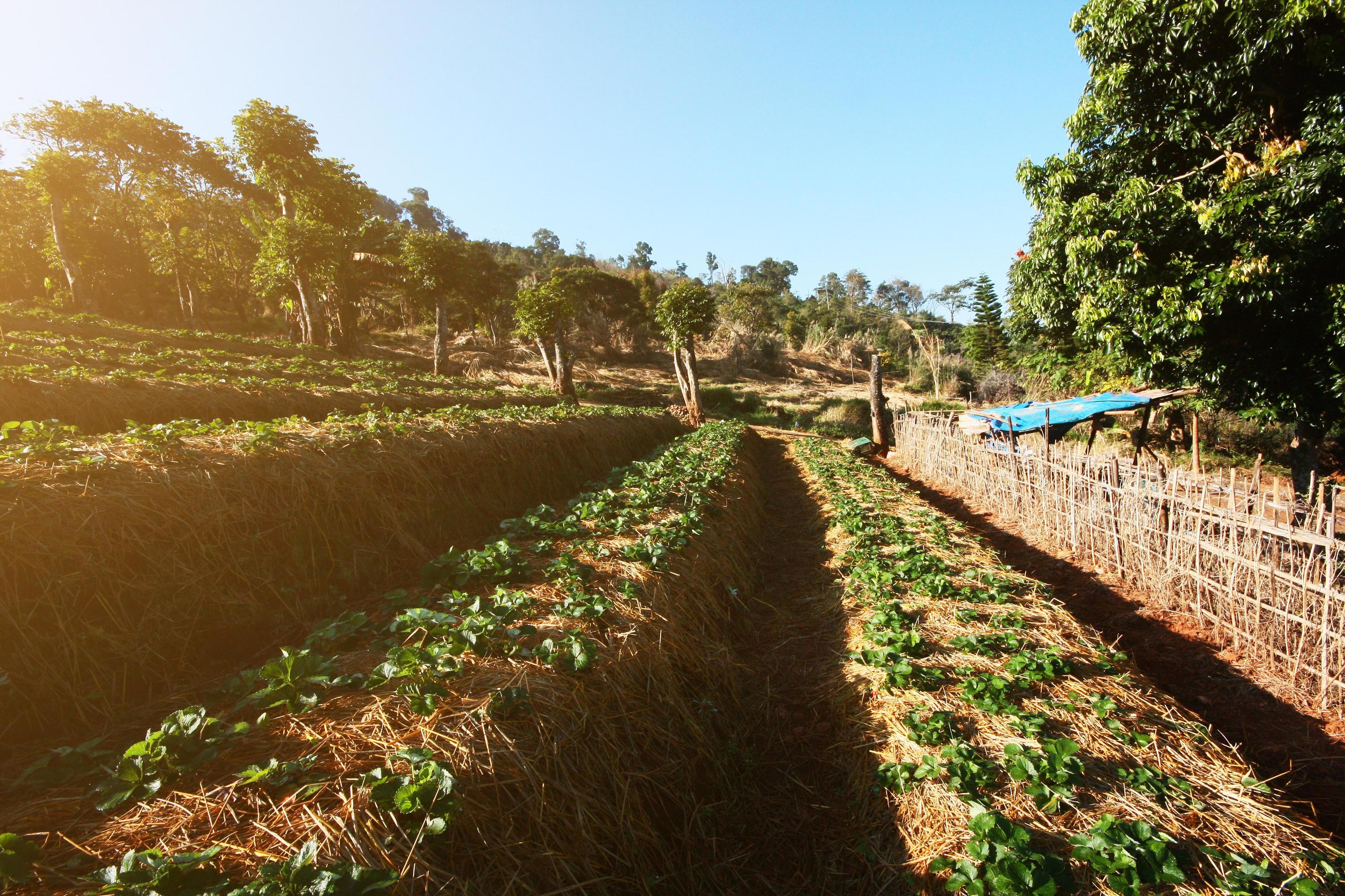 Strawberry Mountain Farm on slope and step with sunrise on hill in Thailand Stock Free