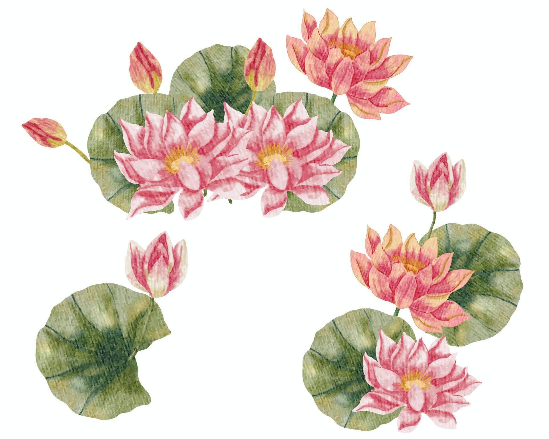 Pink Water Lily Watercolor Flower Stock Free